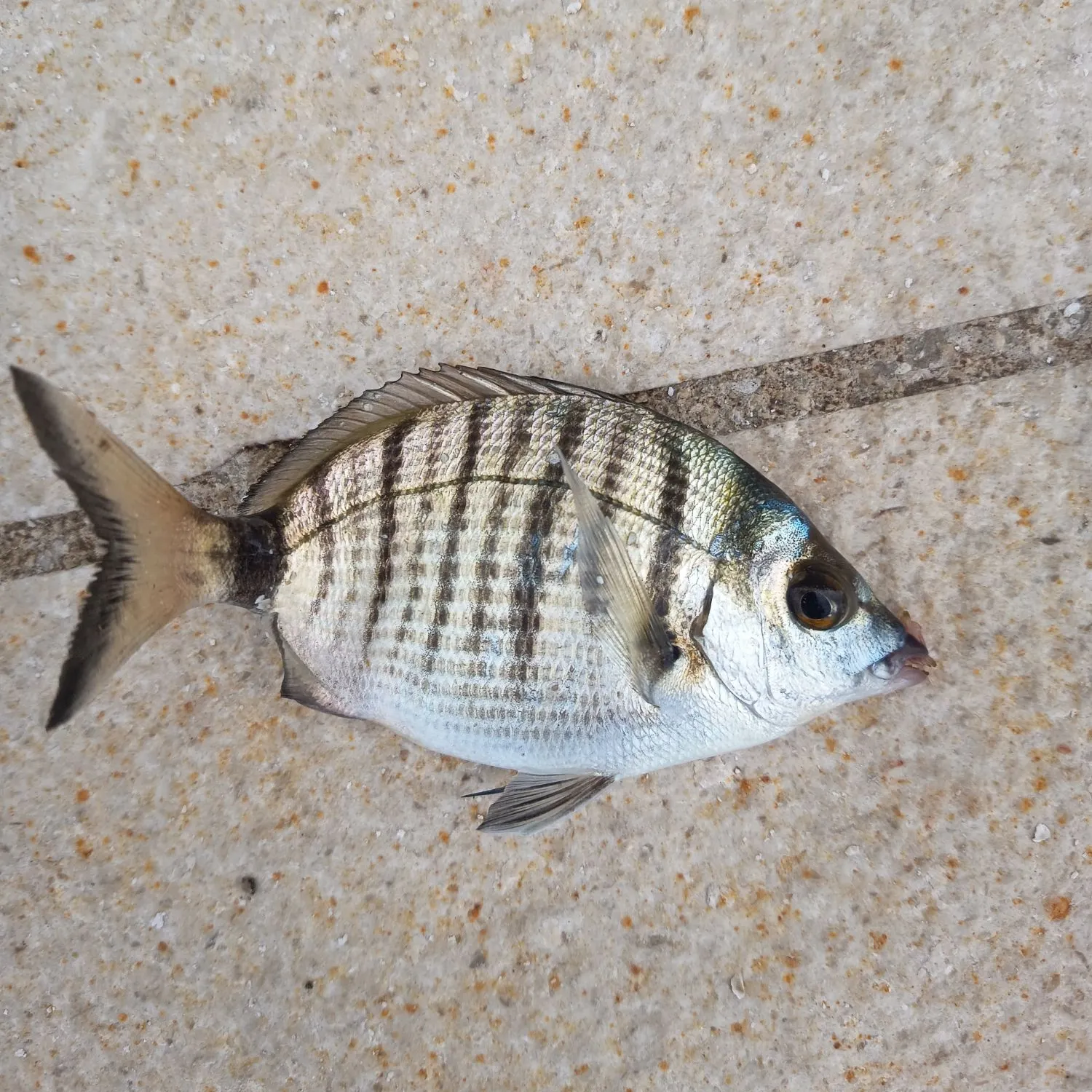 The most recent Sharpsnout seabream catches on Fishbrain