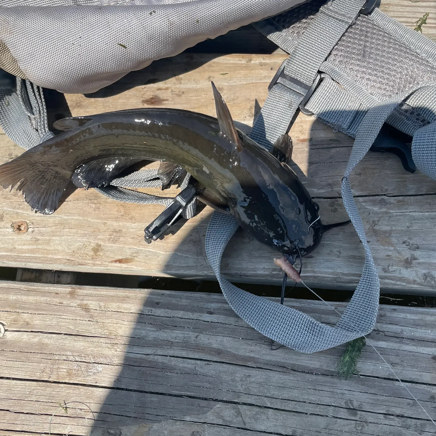 Channel catfish caught on Fishbrain