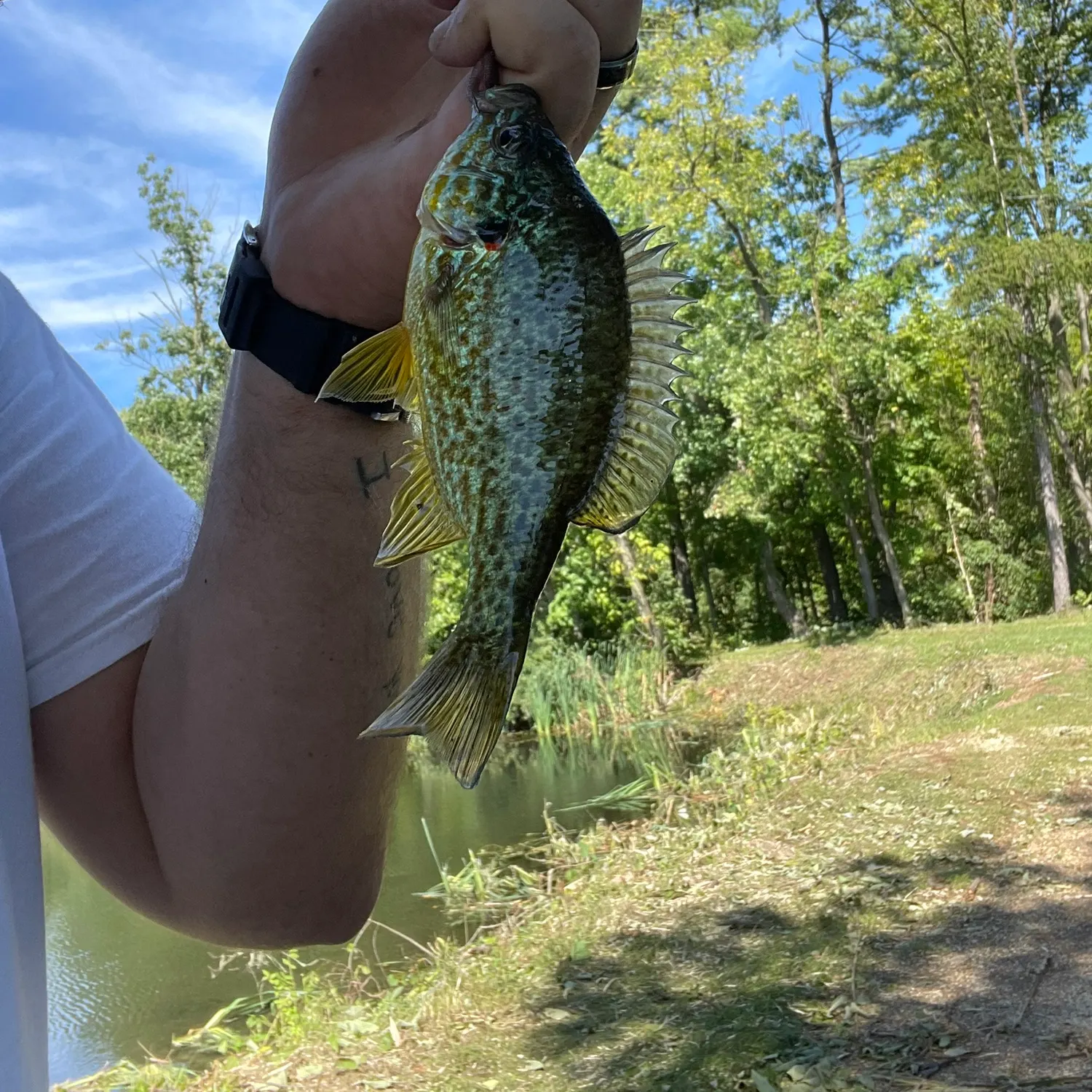 Pumpkinseed caught on Fishbrain