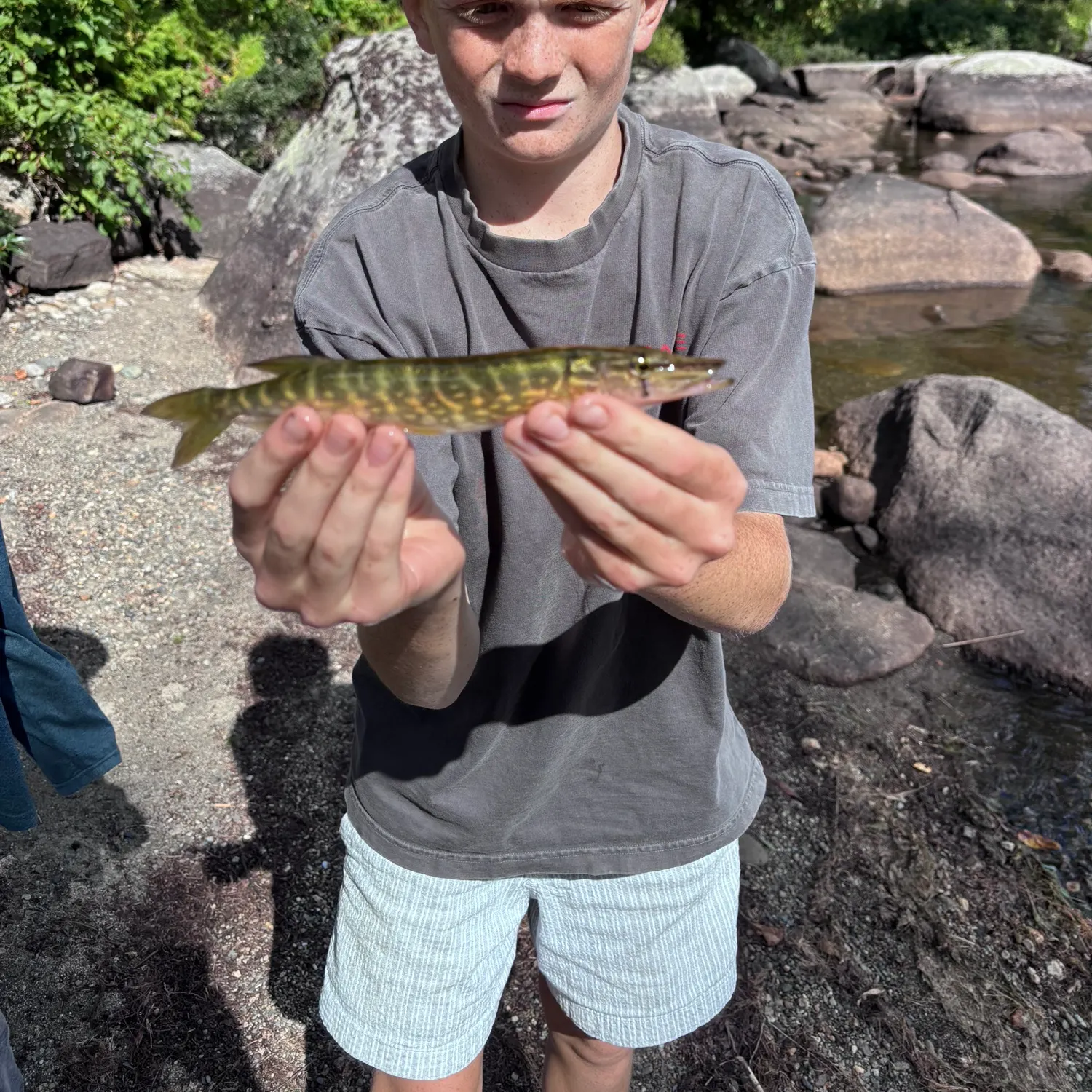 Northern pike caught on Fishbrain