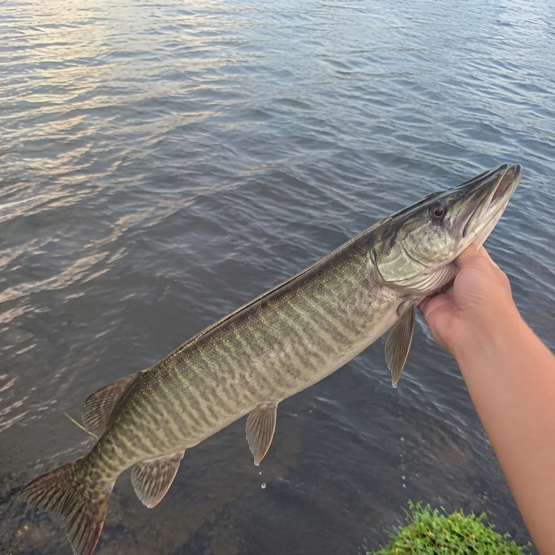 Northern pike caught on Fishbrain