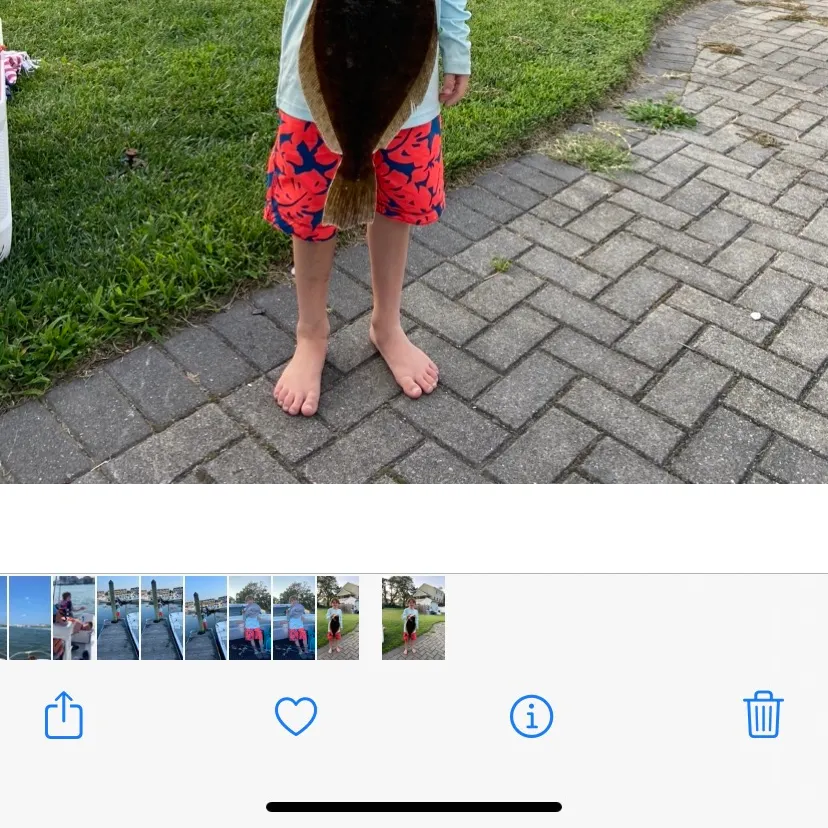Summer flounder caught on Fishbrain