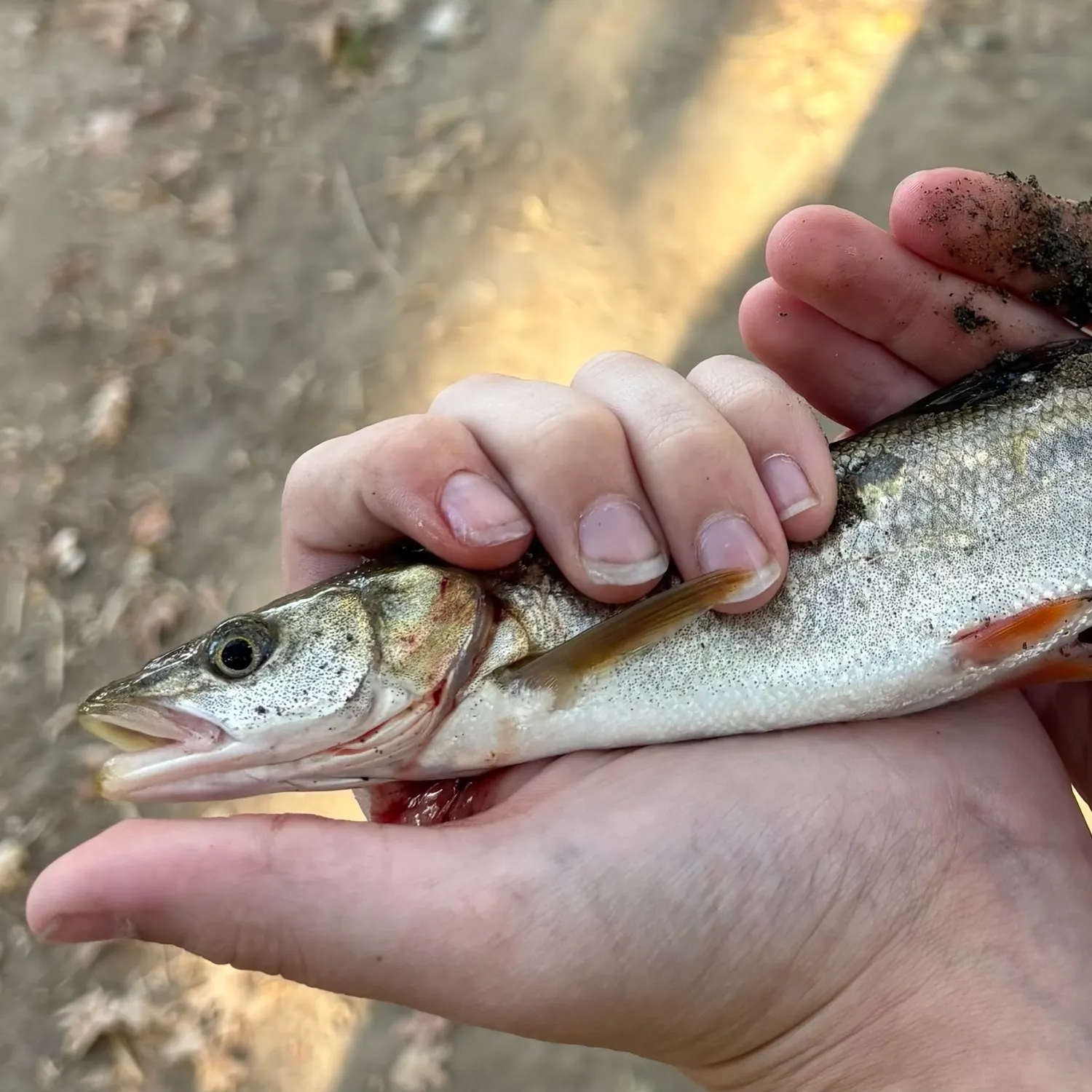 catch