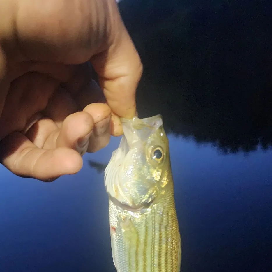 The most recent Striped bass catches on Fishbrain