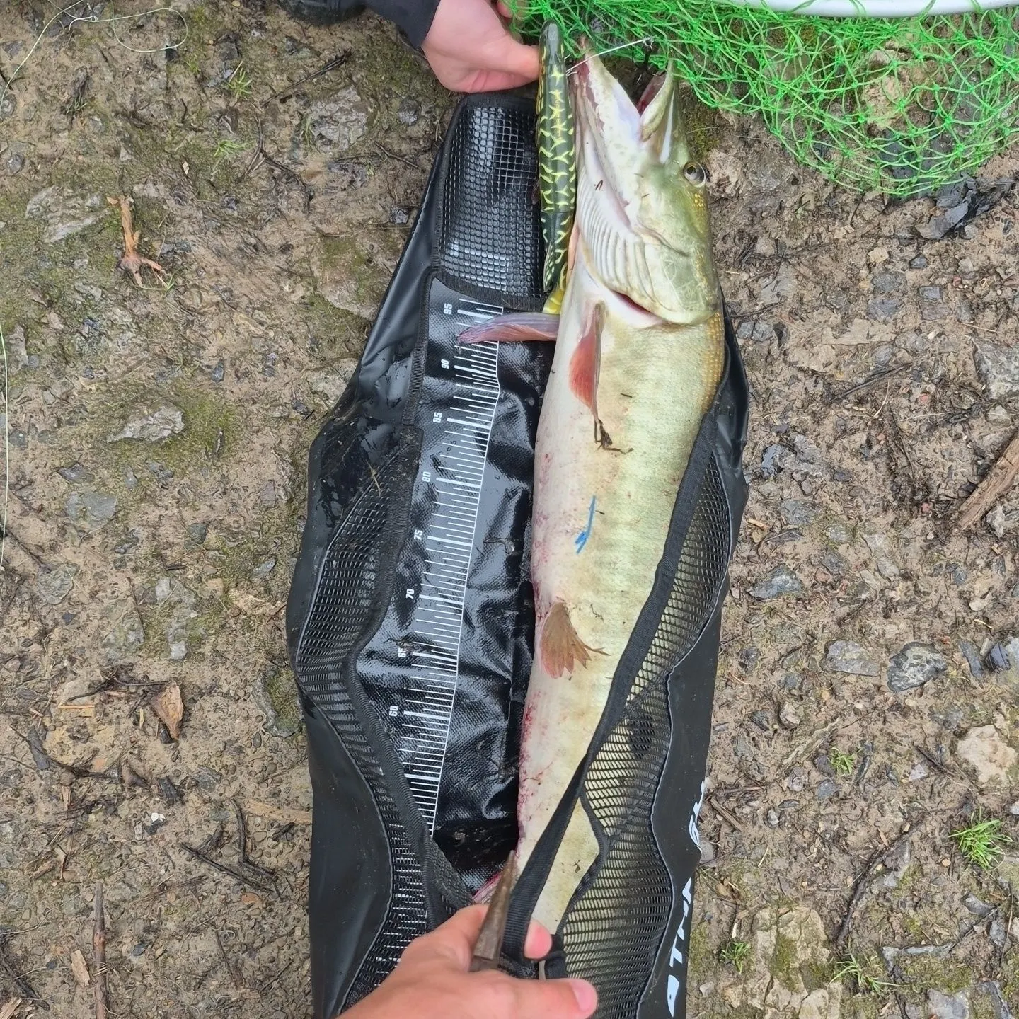 most liked catch image