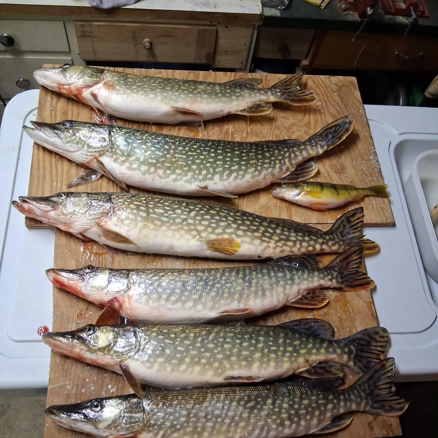 recently logged catches