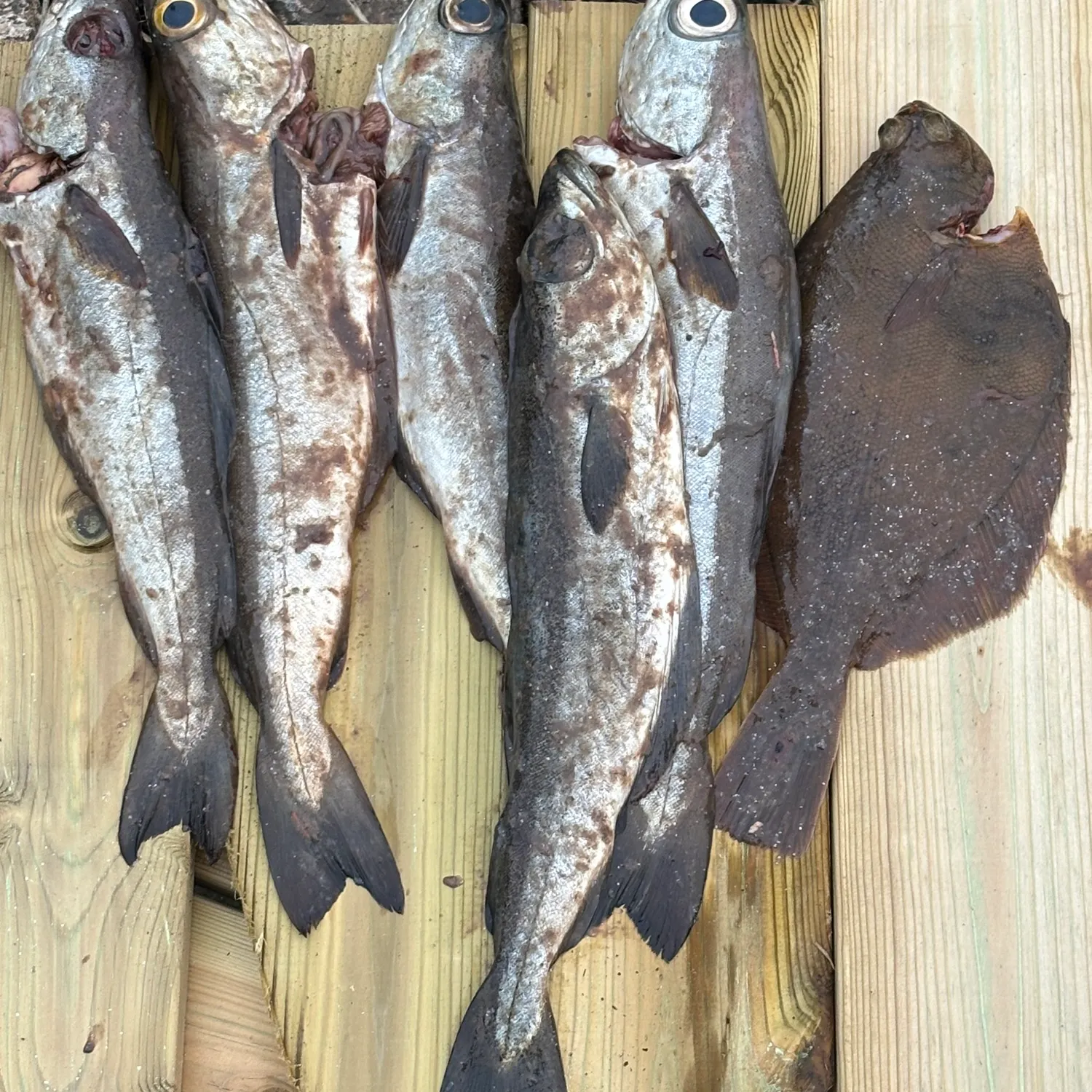 The most recent Common dab catches on Fishbrain