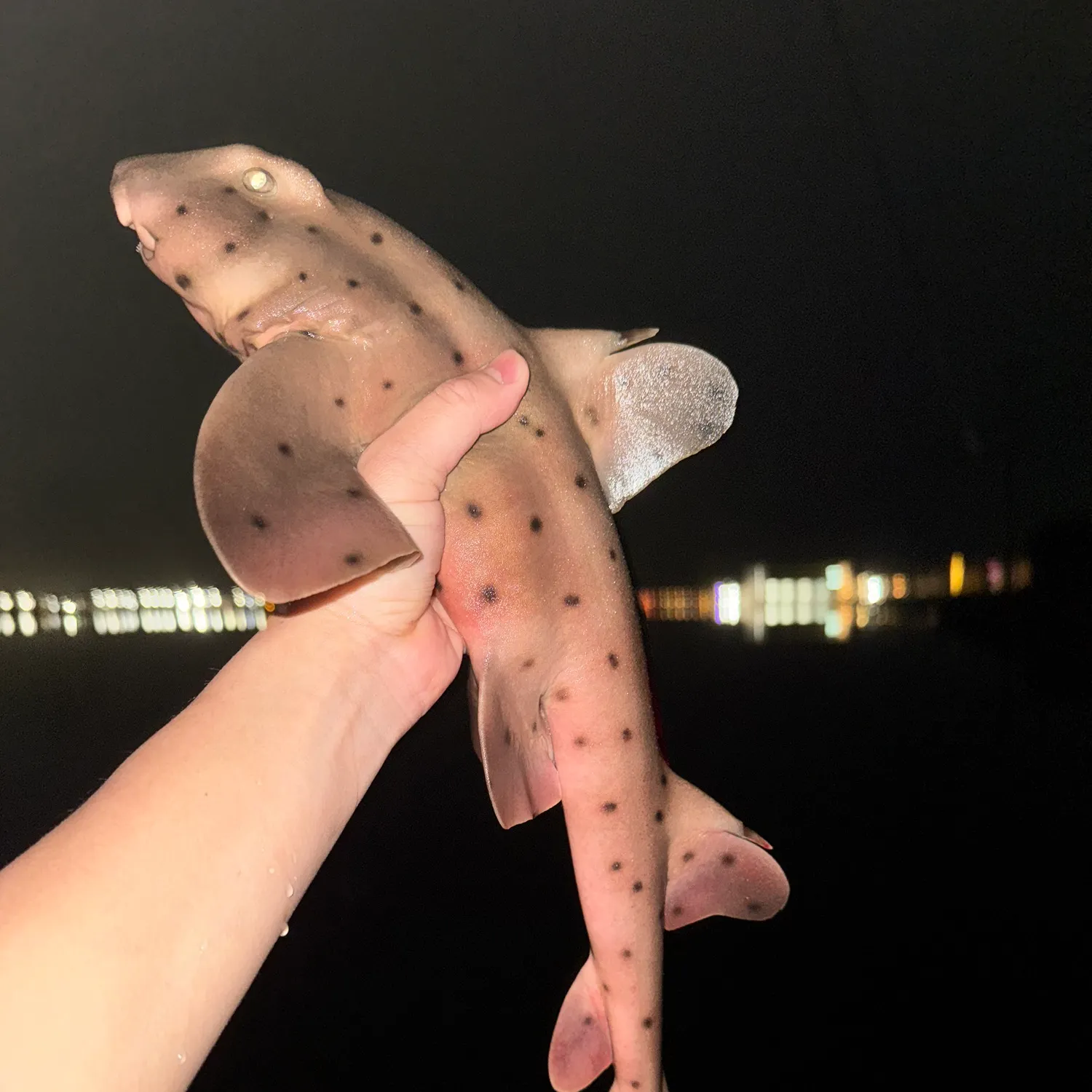 The most recent Horn shark catches on Fishbrain