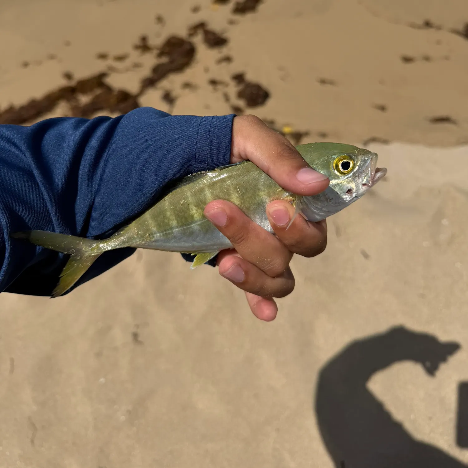 The most recent Yellow jack catches on Fishbrain