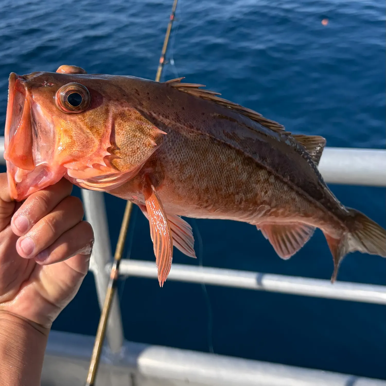 The most recent Bocaccio rockfish catches on Fishbrain