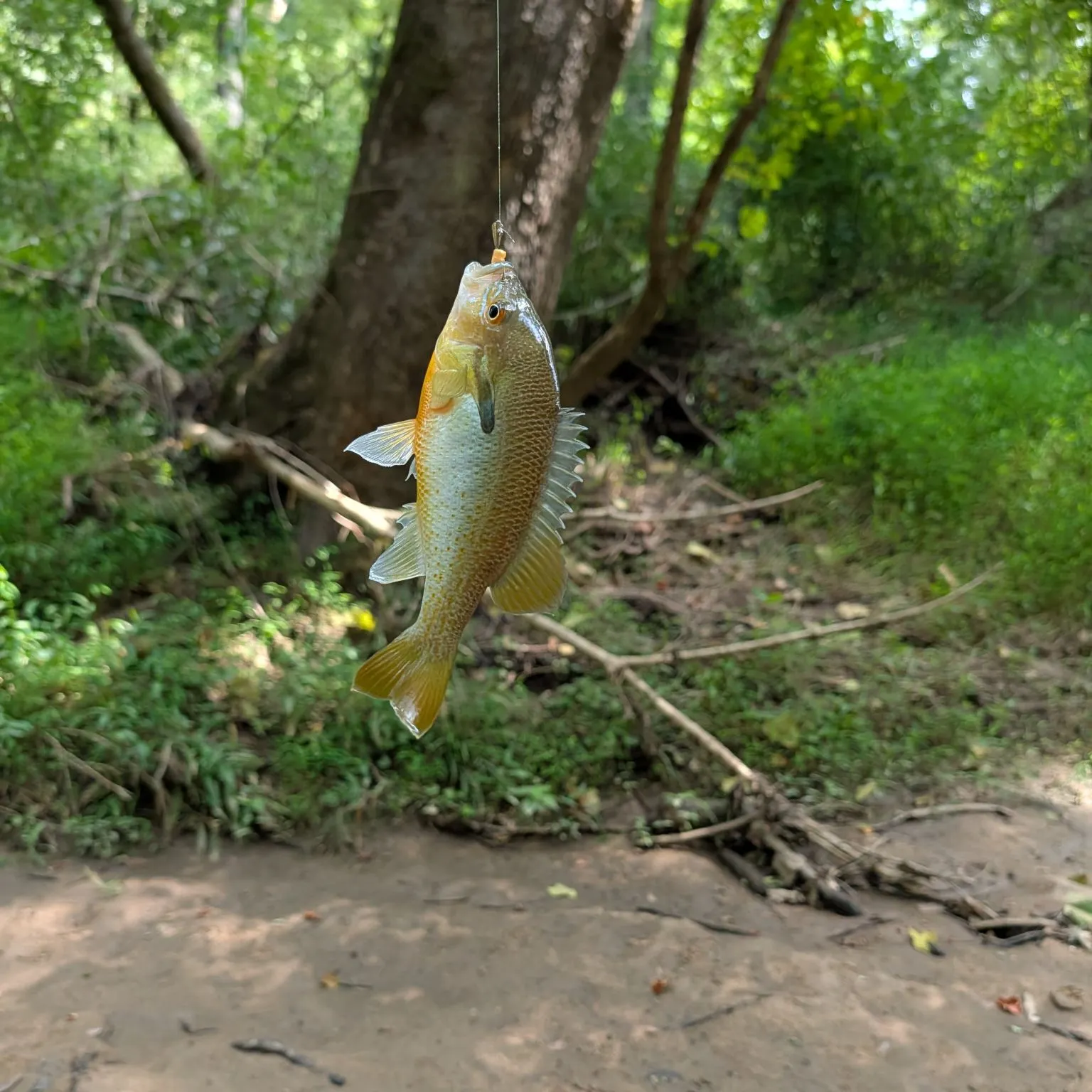 Redbreast sunfish caught on Fishbrain