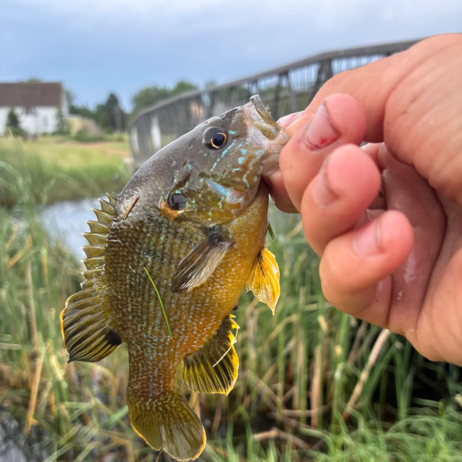 catch