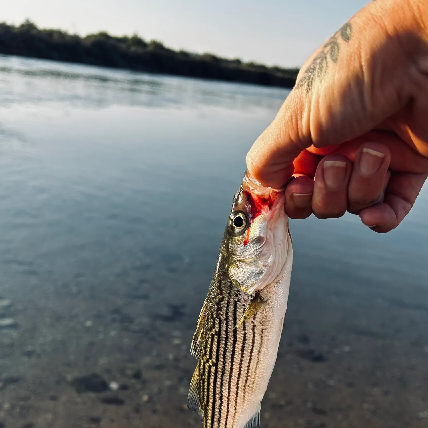 Striped bass caught on Fishbrain