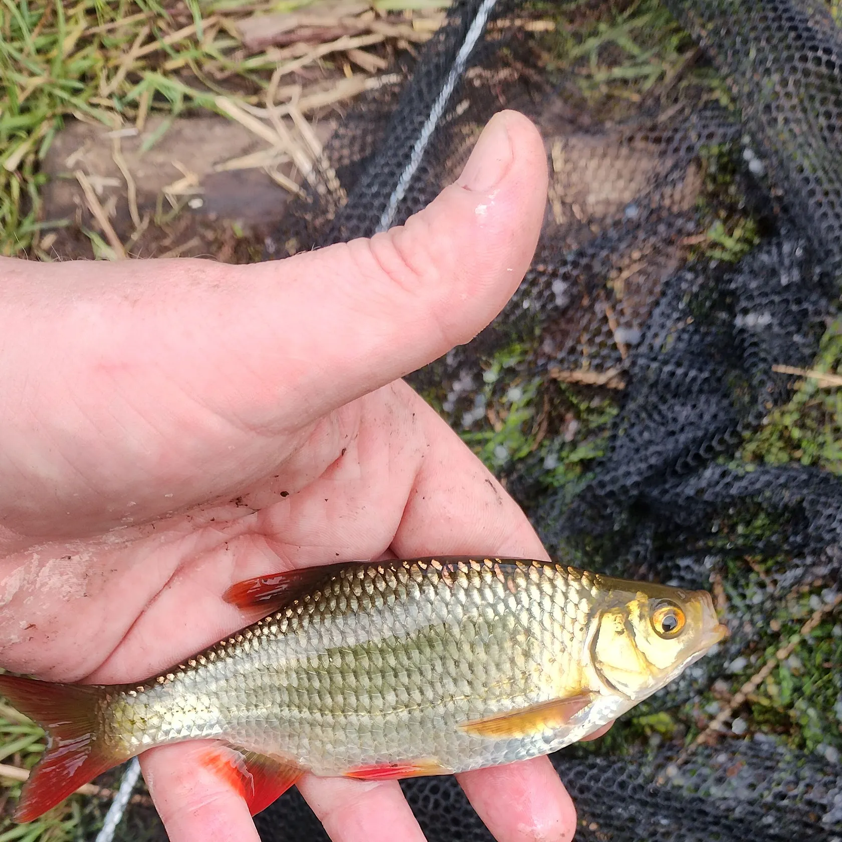 The most recent Common rudd catches on Fishbrain