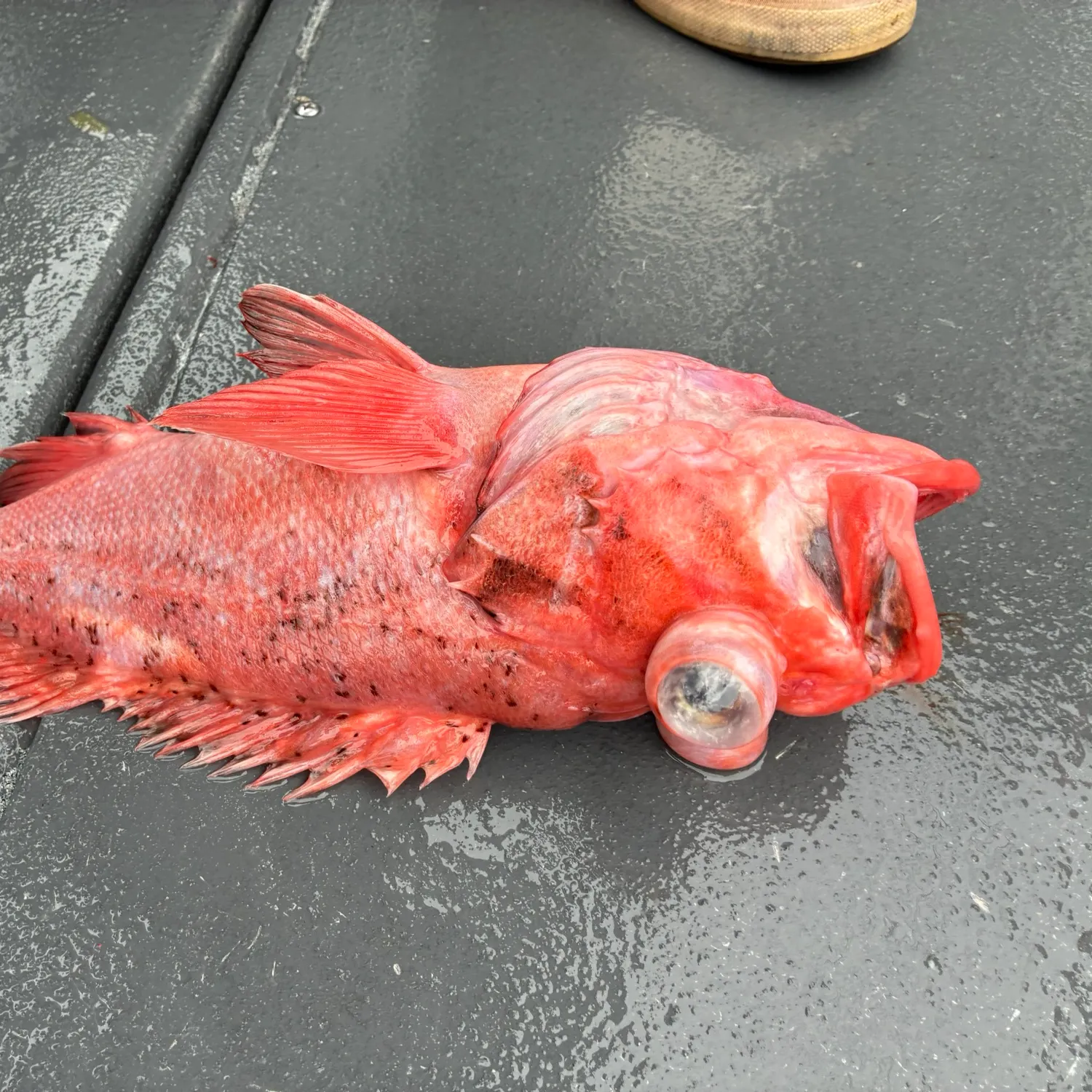The most recent Rougheye rockfish catches on Fishbrain
