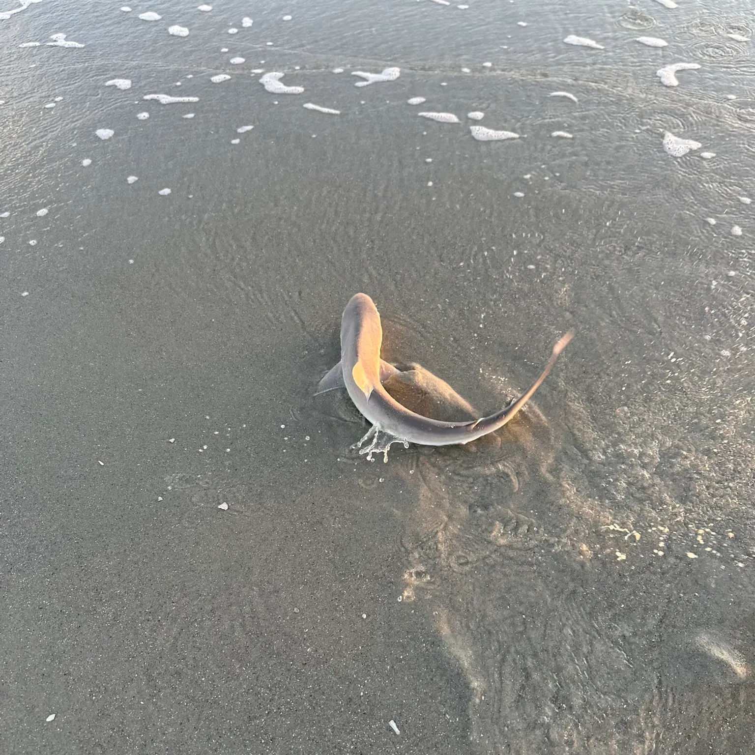 The most recent Lemon shark catches on Fishbrain