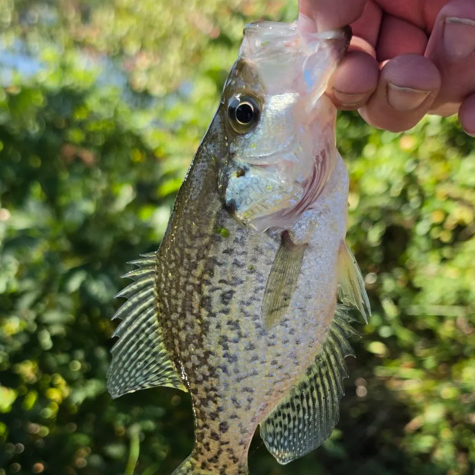 Black crappie caught on Fishbrain