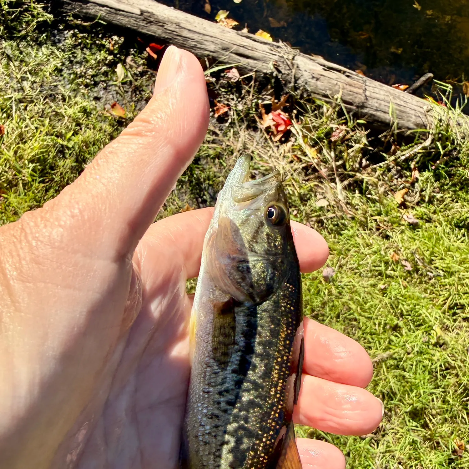 Spotted bass caught on Fishbrain