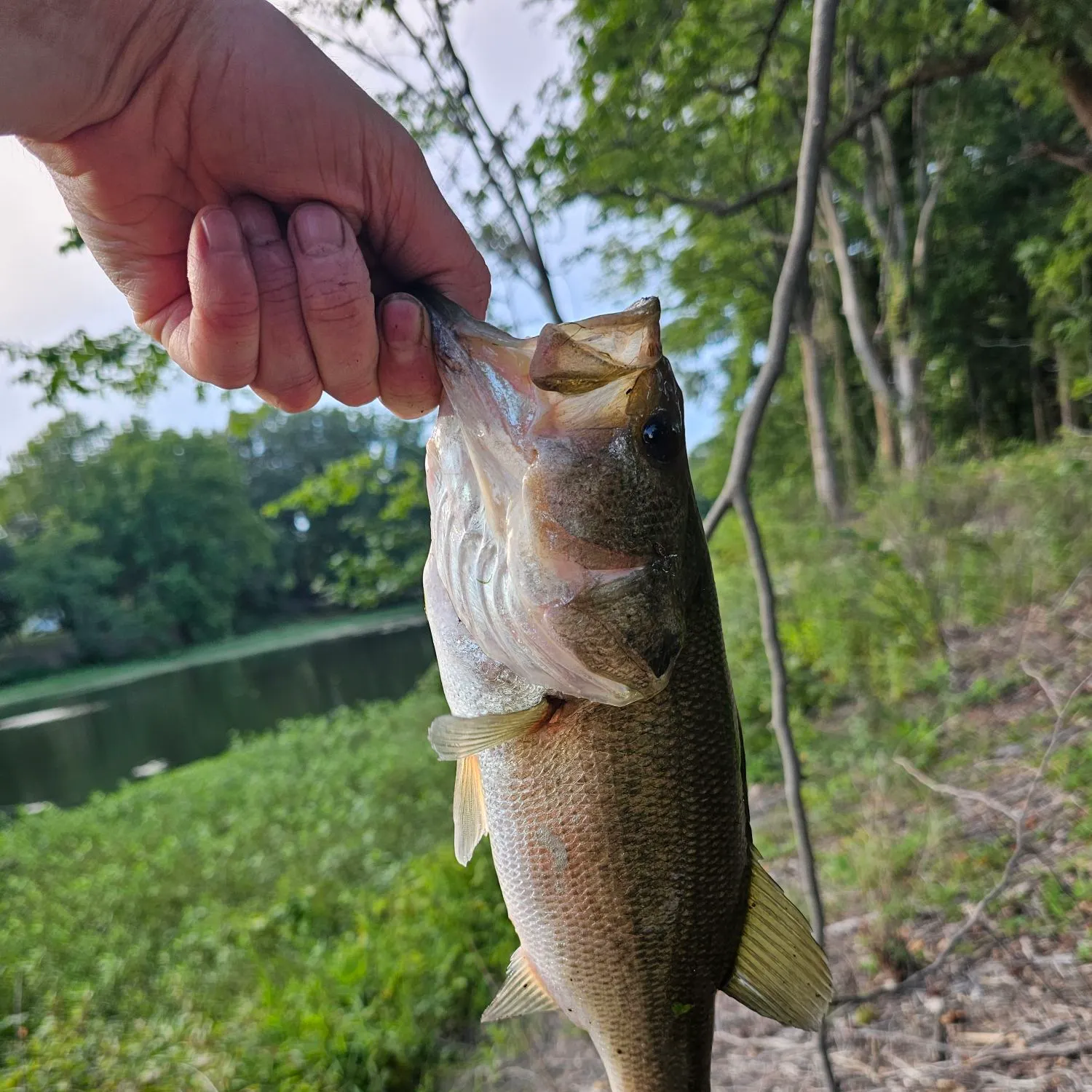 Largemouth bass caught on Fishbrain
