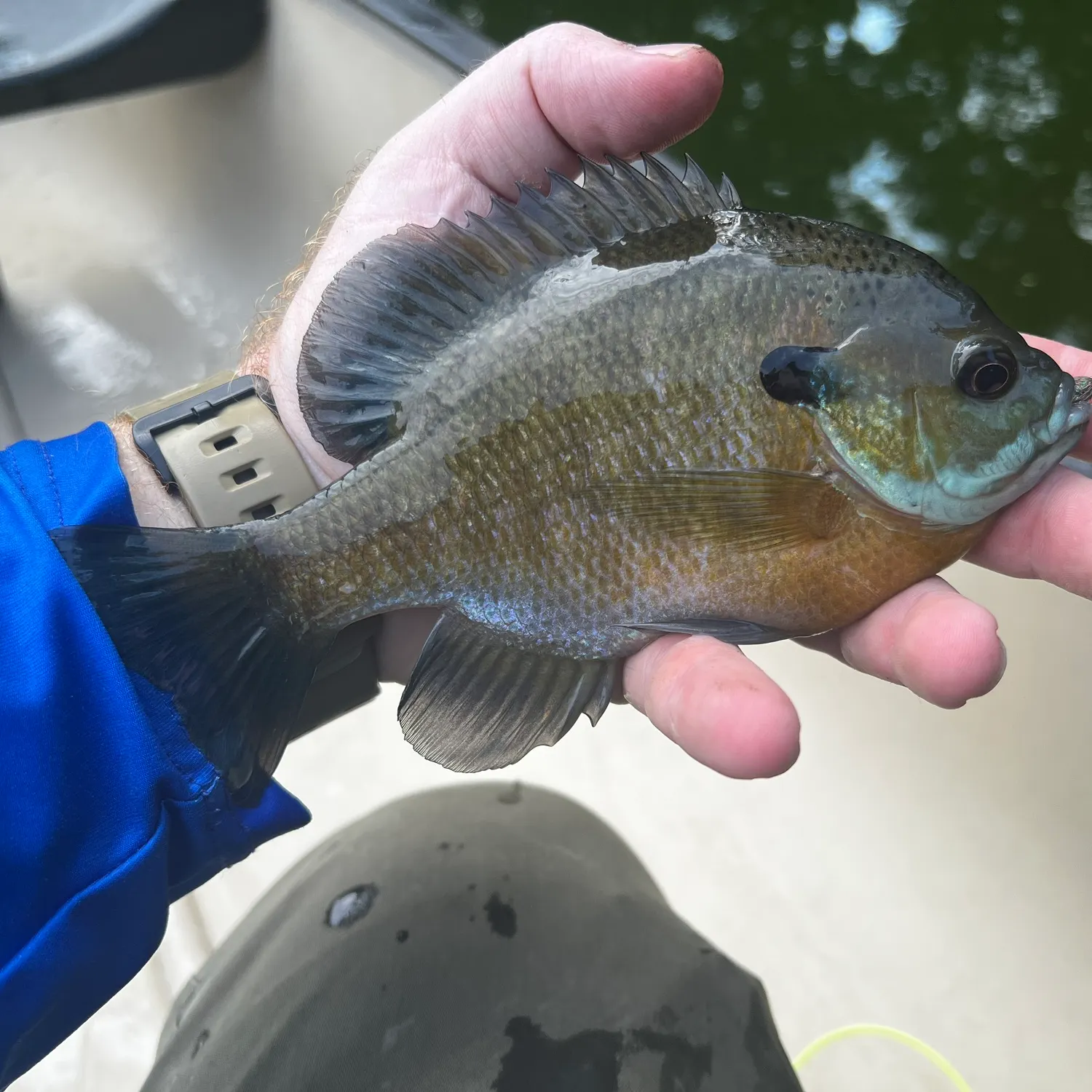 Bluegill caught on Fishbrain