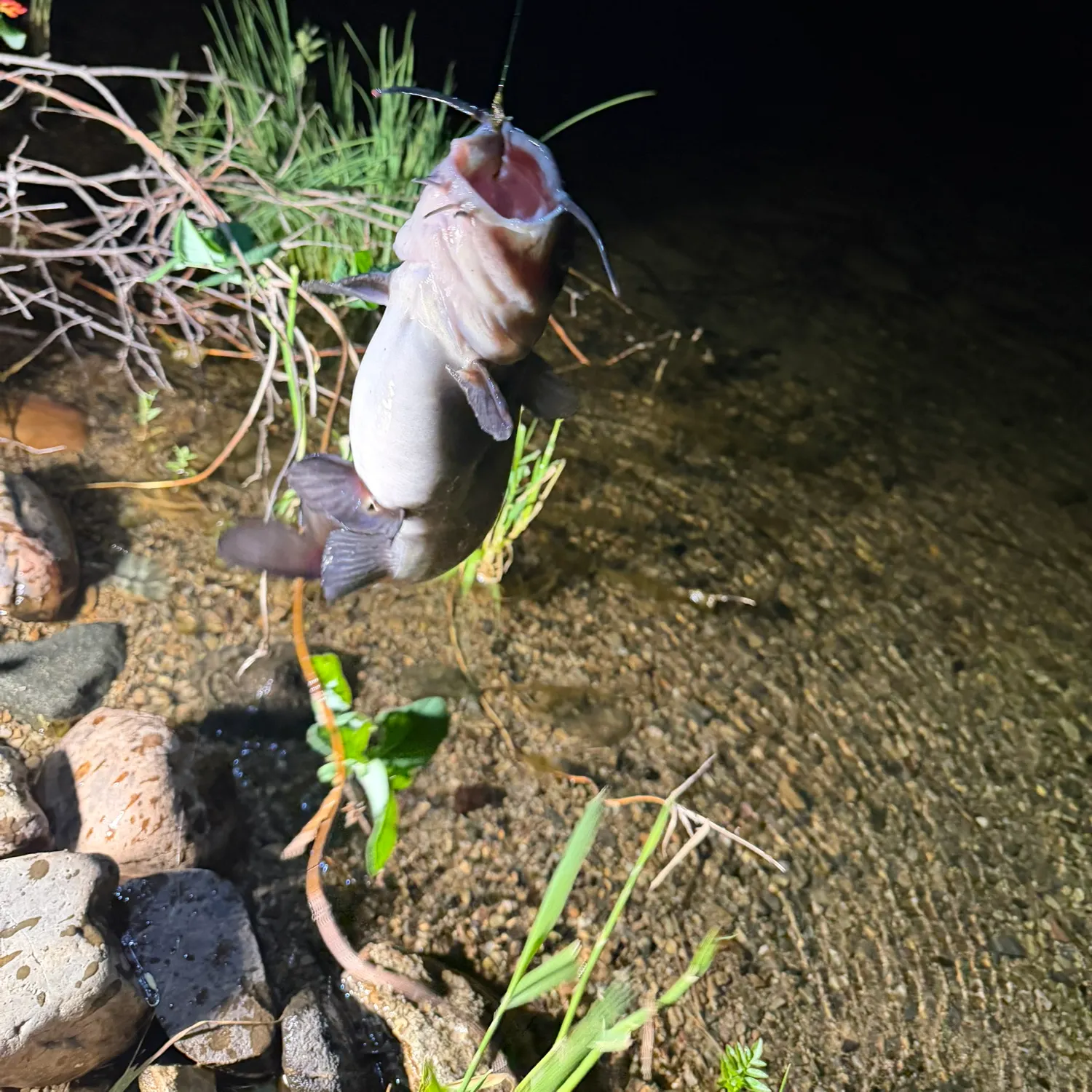 The most recent White bullhead catches on Fishbrain