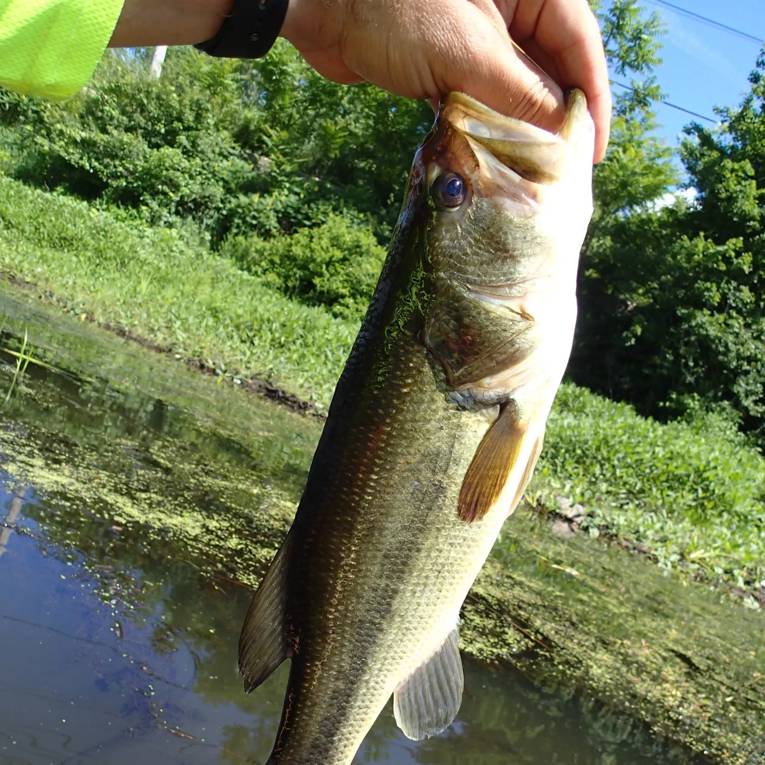 catch
