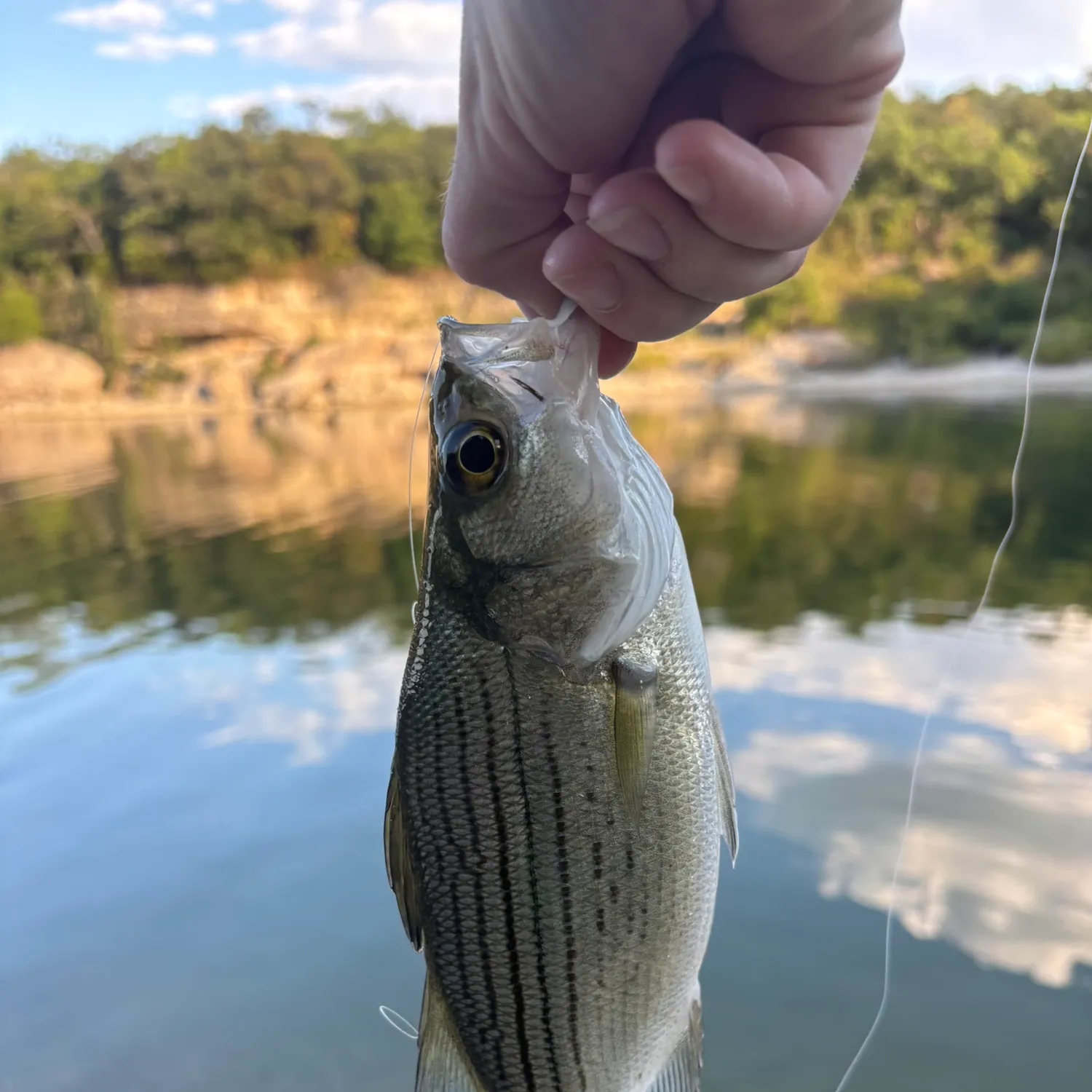 White bass caught on Fishbrain