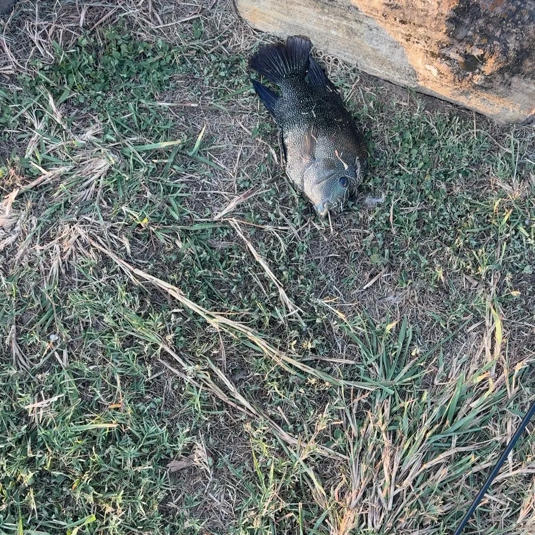Rio Grande cichlid caught on Fishbrain