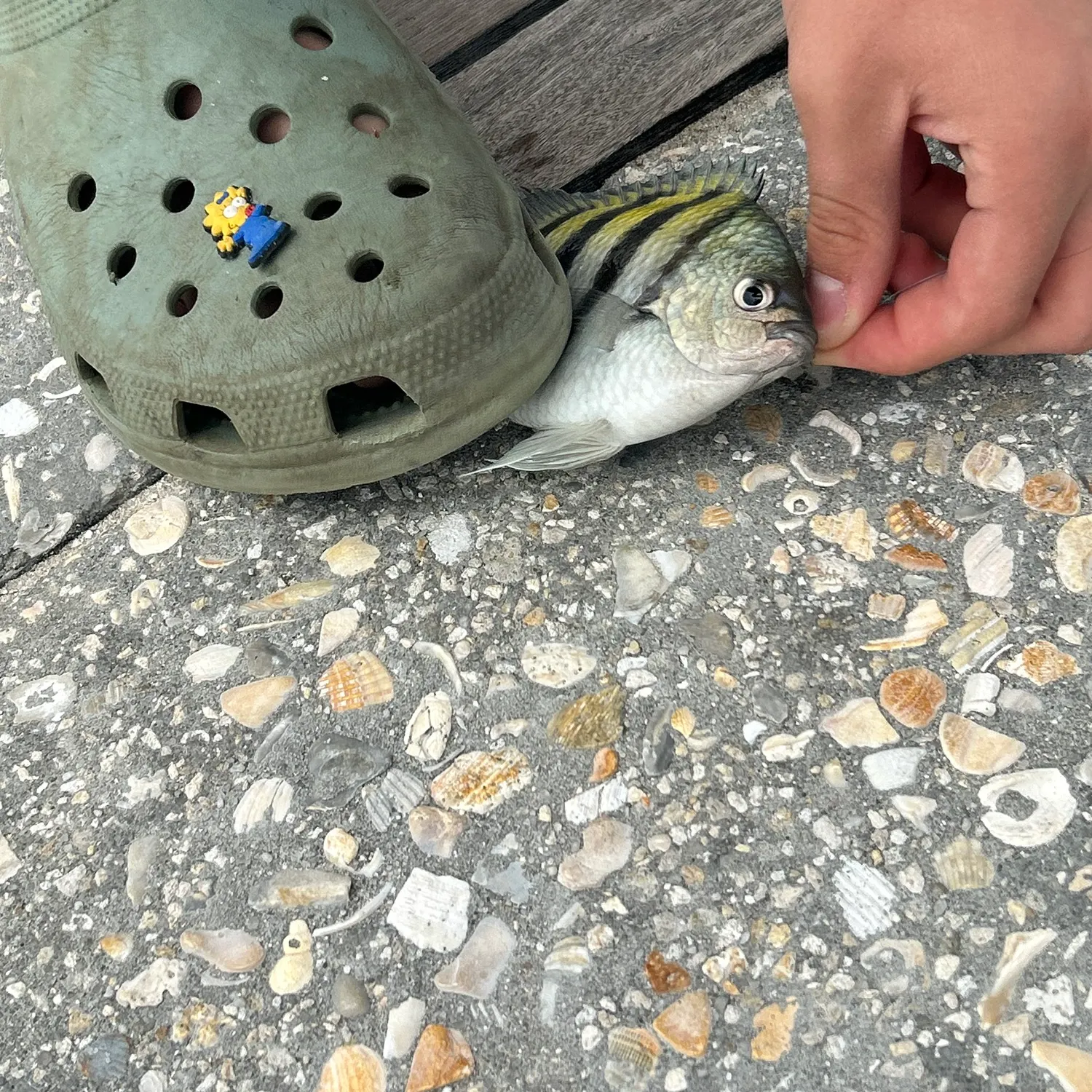 The most recent Sergeant-major catches on Fishbrain