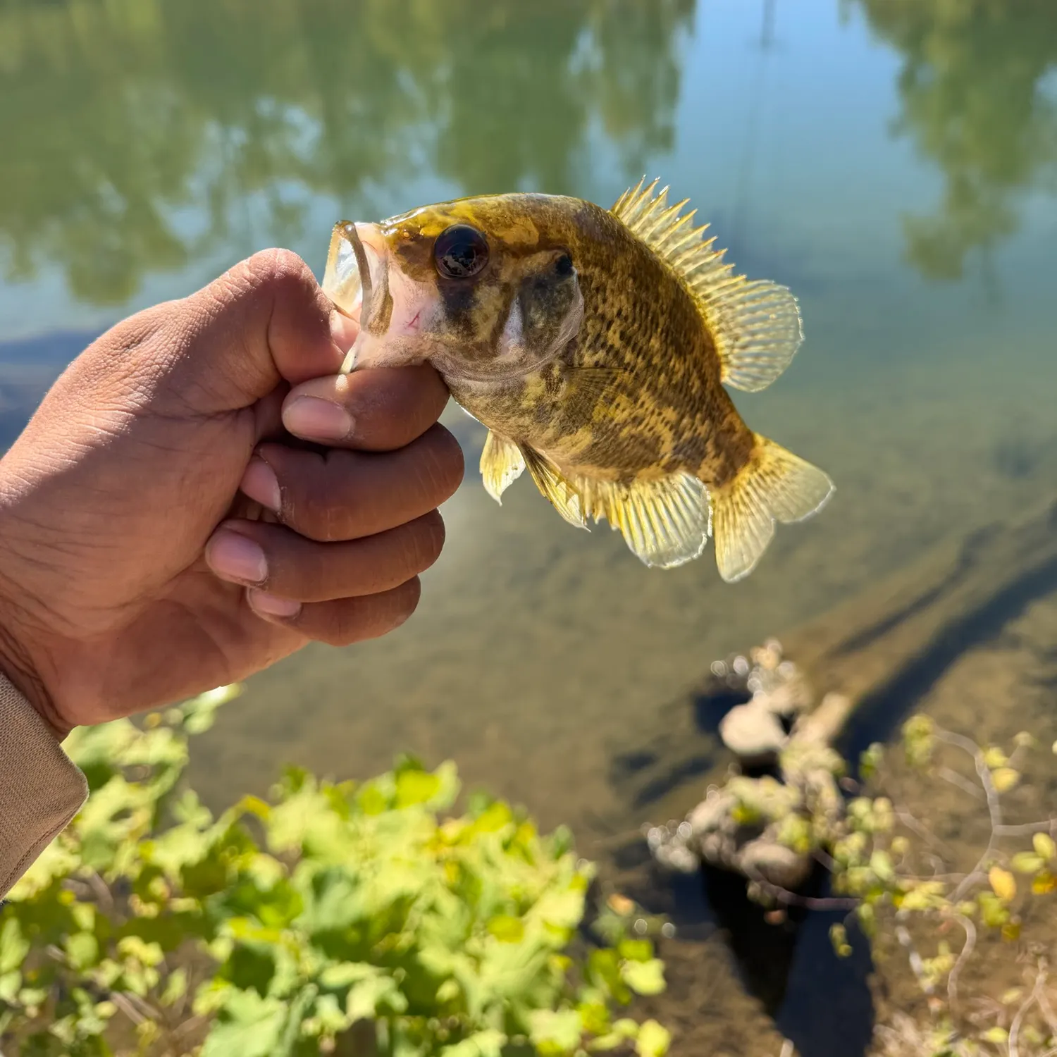 Rock bass caught on Fishbrain