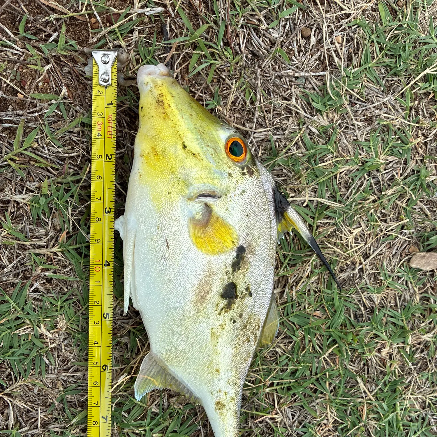 The most recent Black-flag tripodfish catches on Fishbrain