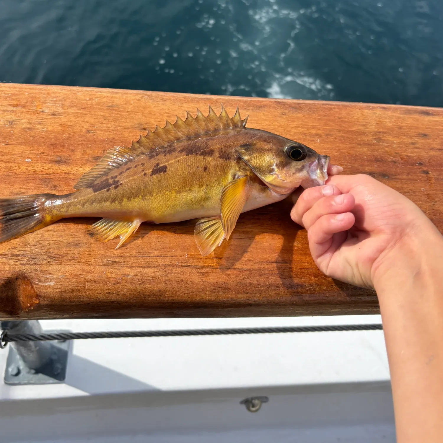 The most recent Halfbanded rockfish catches on Fishbrain