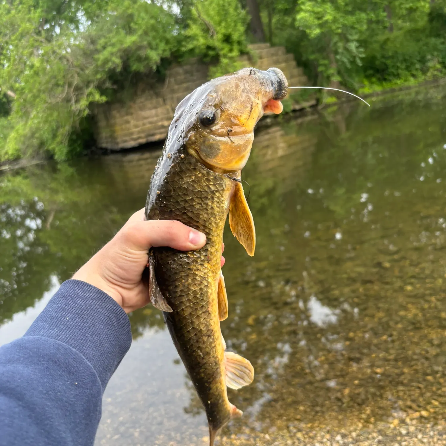most liked catch image