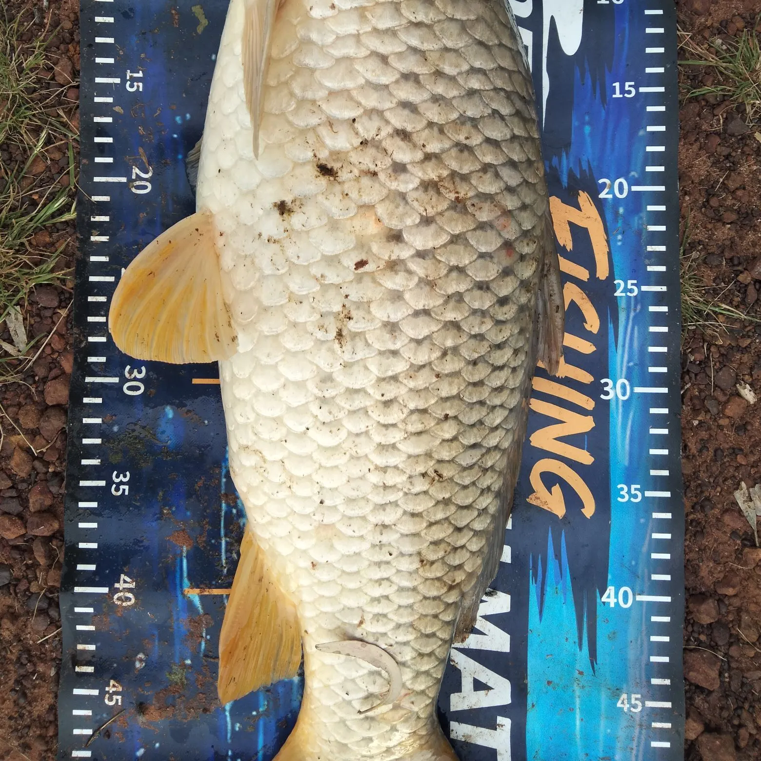 Common carp caught on Fishbrain