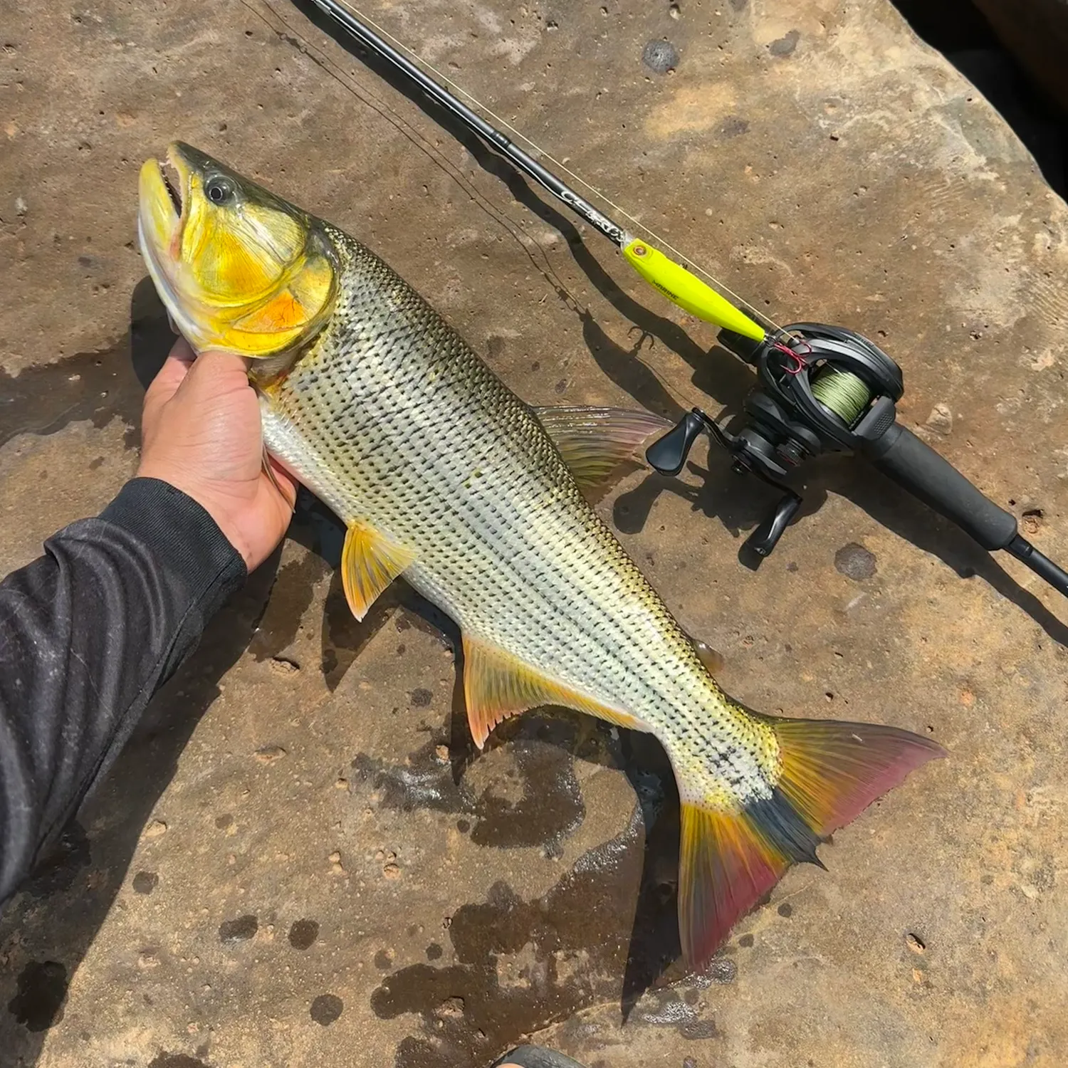 Golden dorado caught on Fishbrain