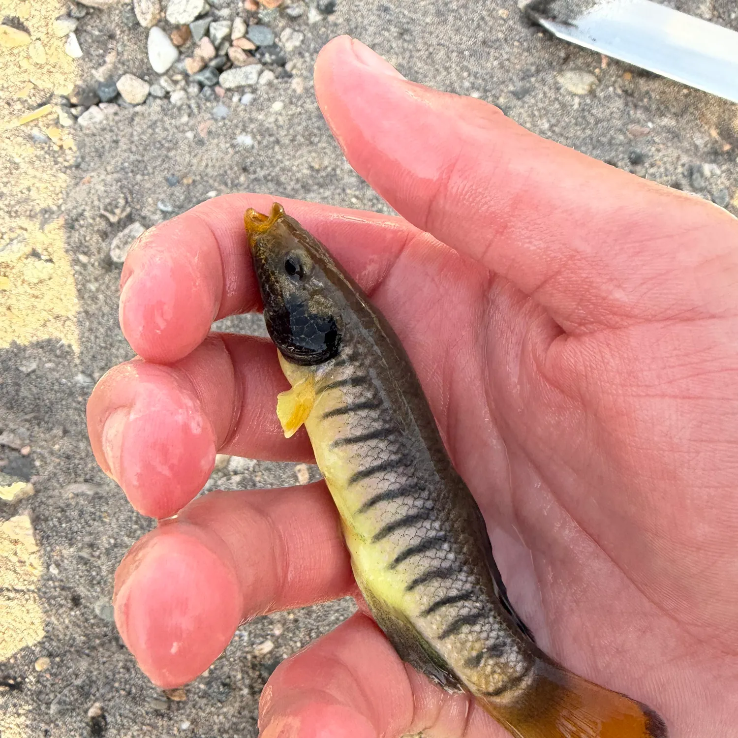 The most recent Banded killifish catches on Fishbrain