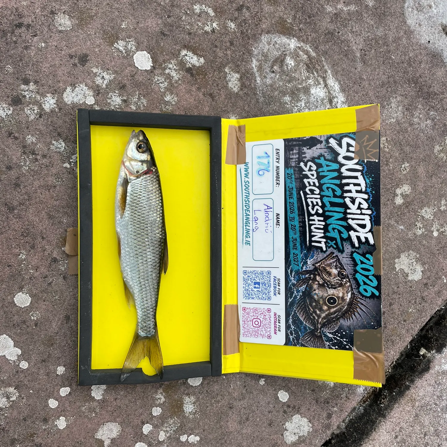 recently logged catches