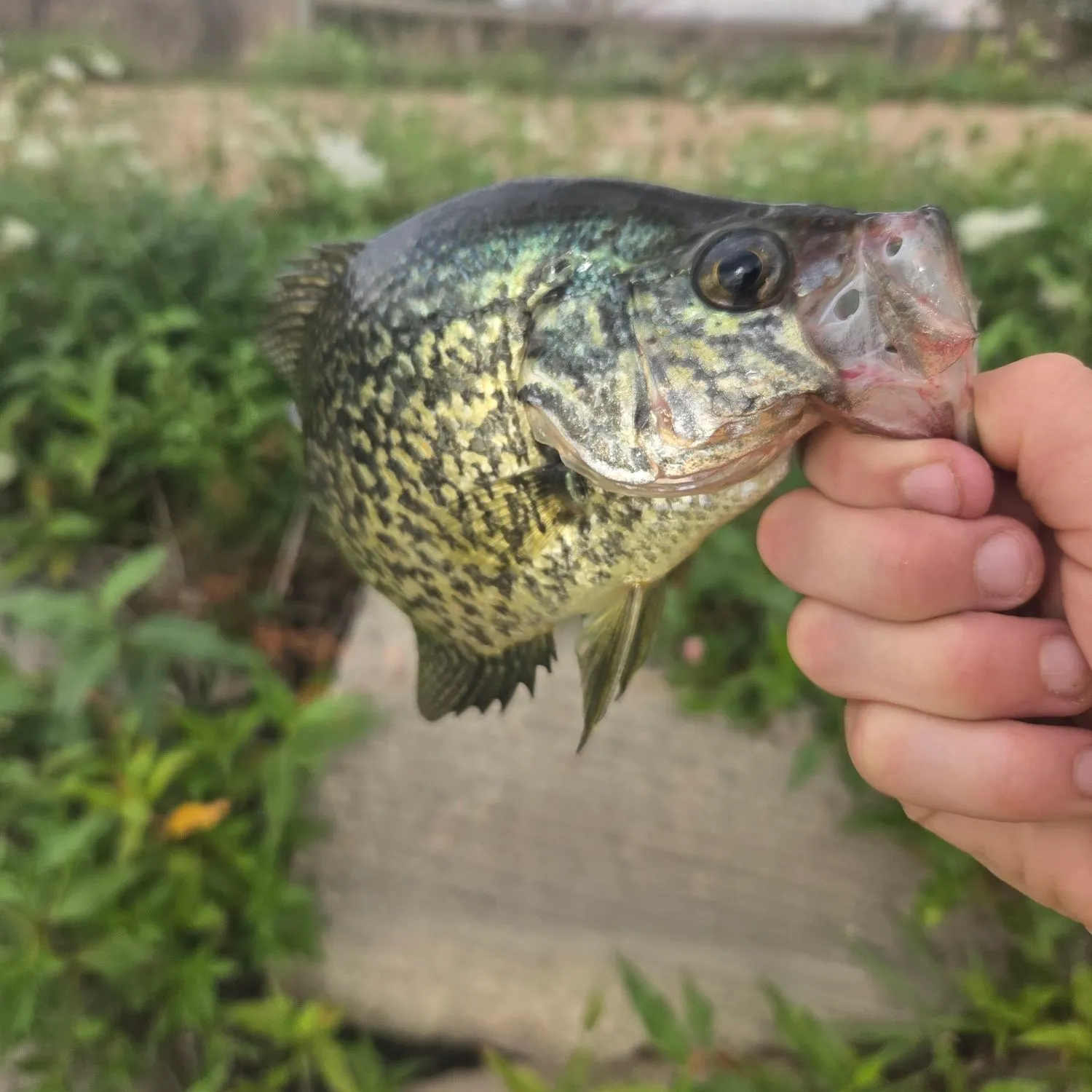 Black crappie caught on Fishbrain