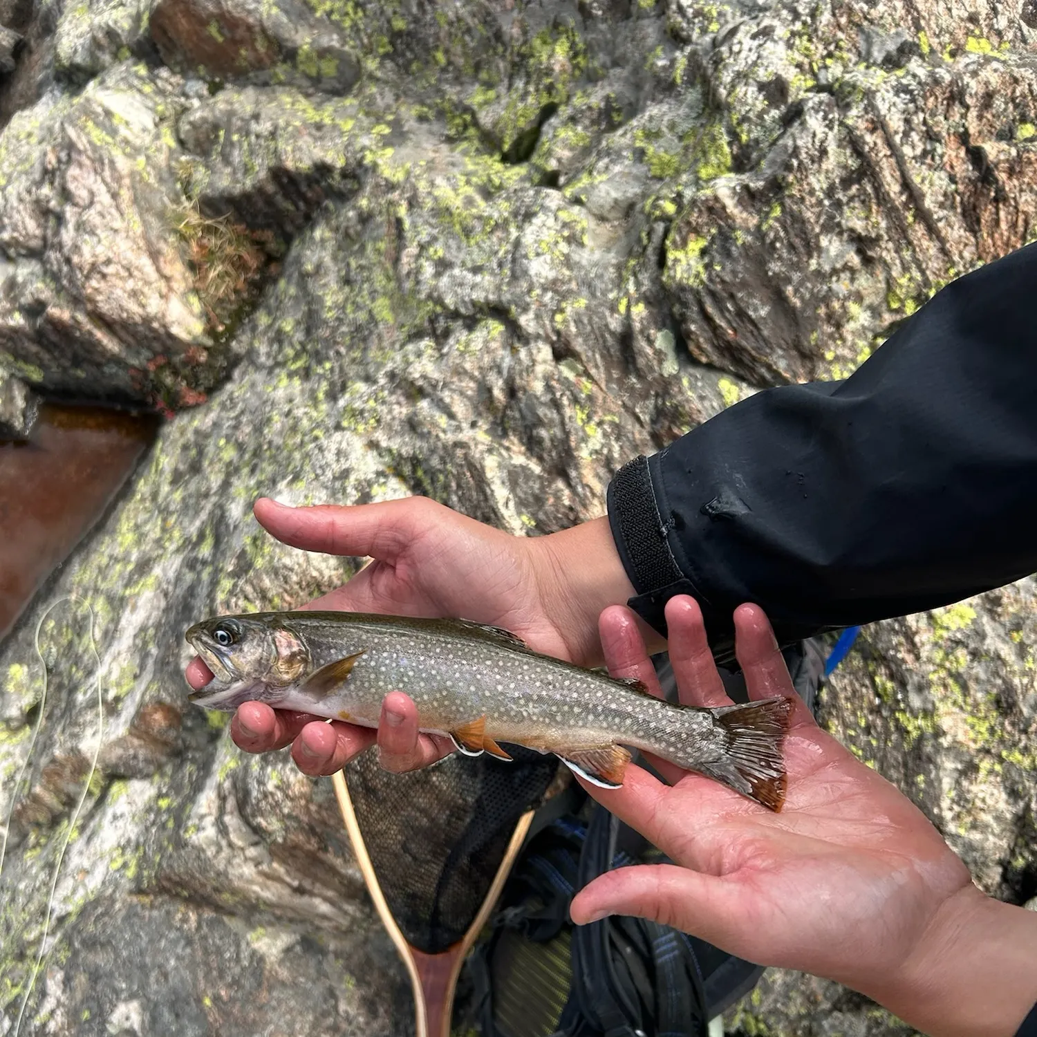 Brook trout caught on Fishbrain