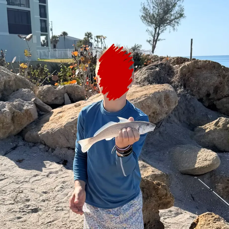 The most recent King George whiting catches on Fishbrain