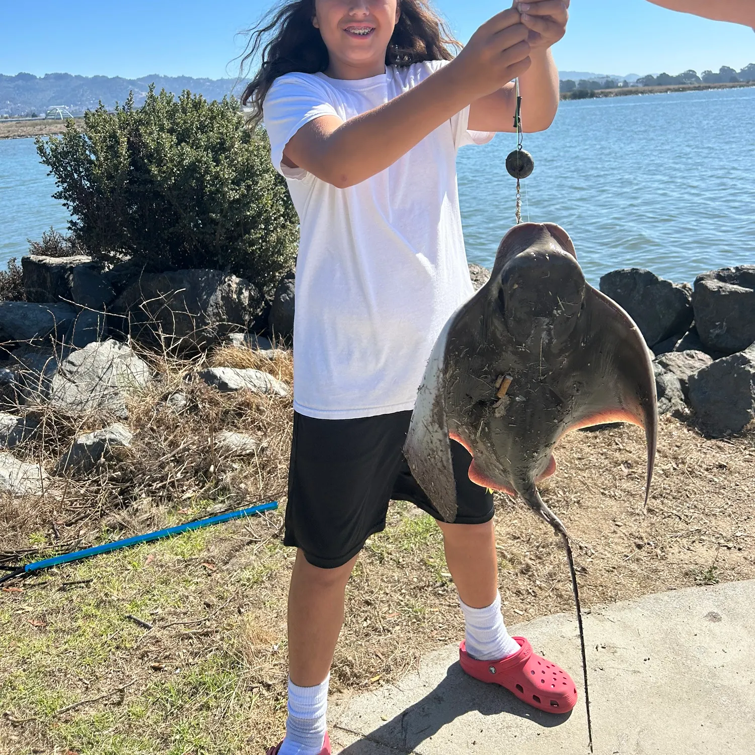 The most recent Bat eagle ray catches on Fishbrain