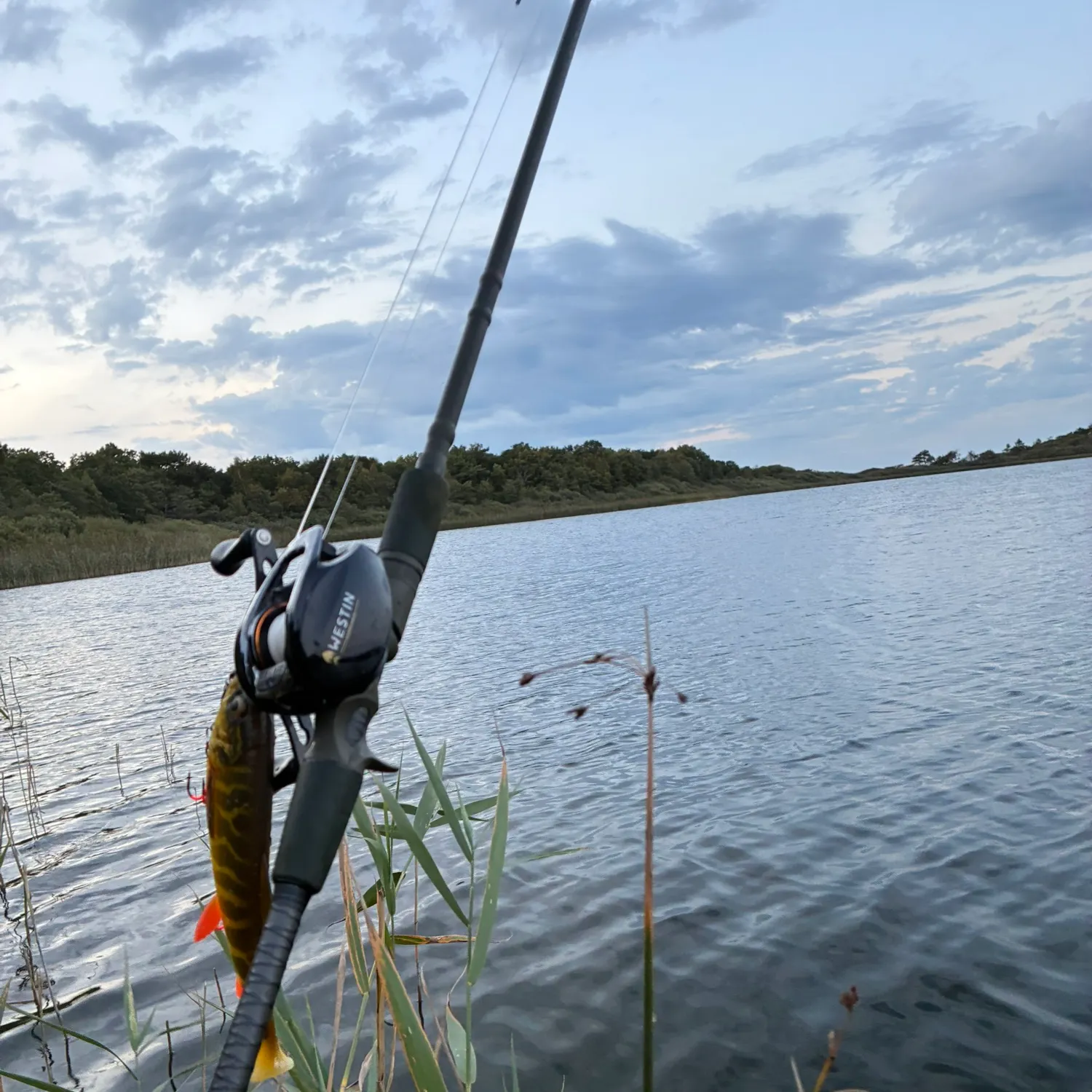 Northern pike caught on Fishbrain