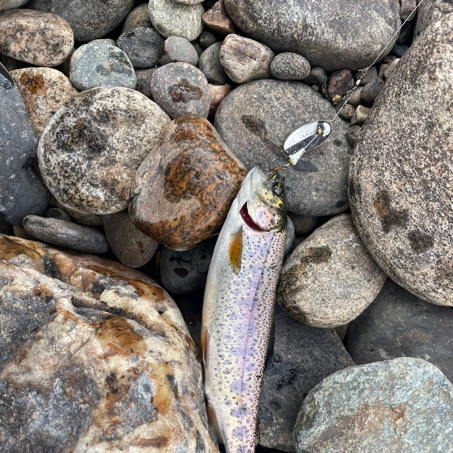 Rainbow trout caught on Fishbrain