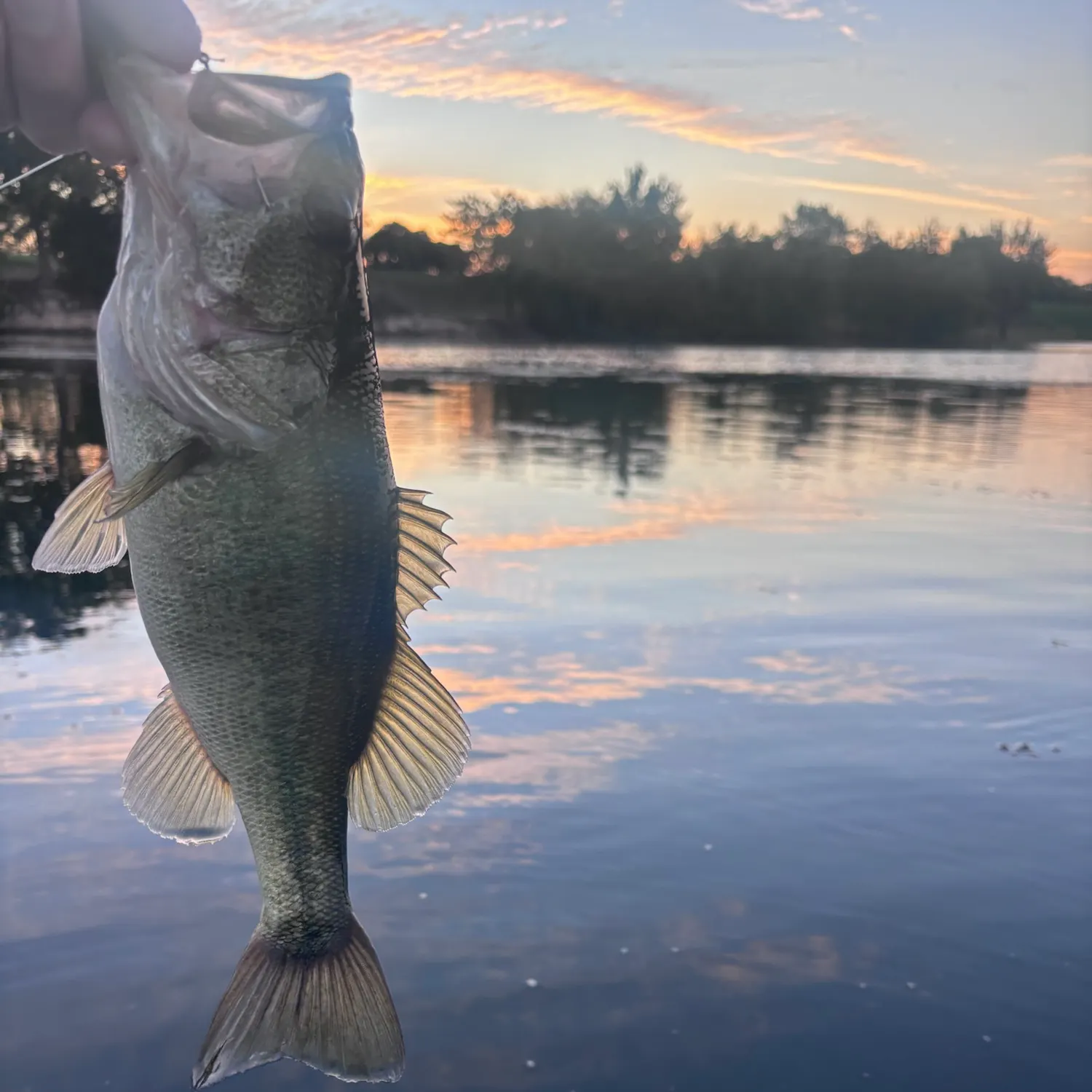 Largemouth bass caught on Fishbrain