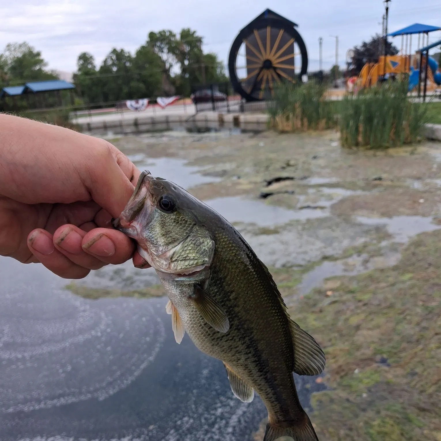 catch