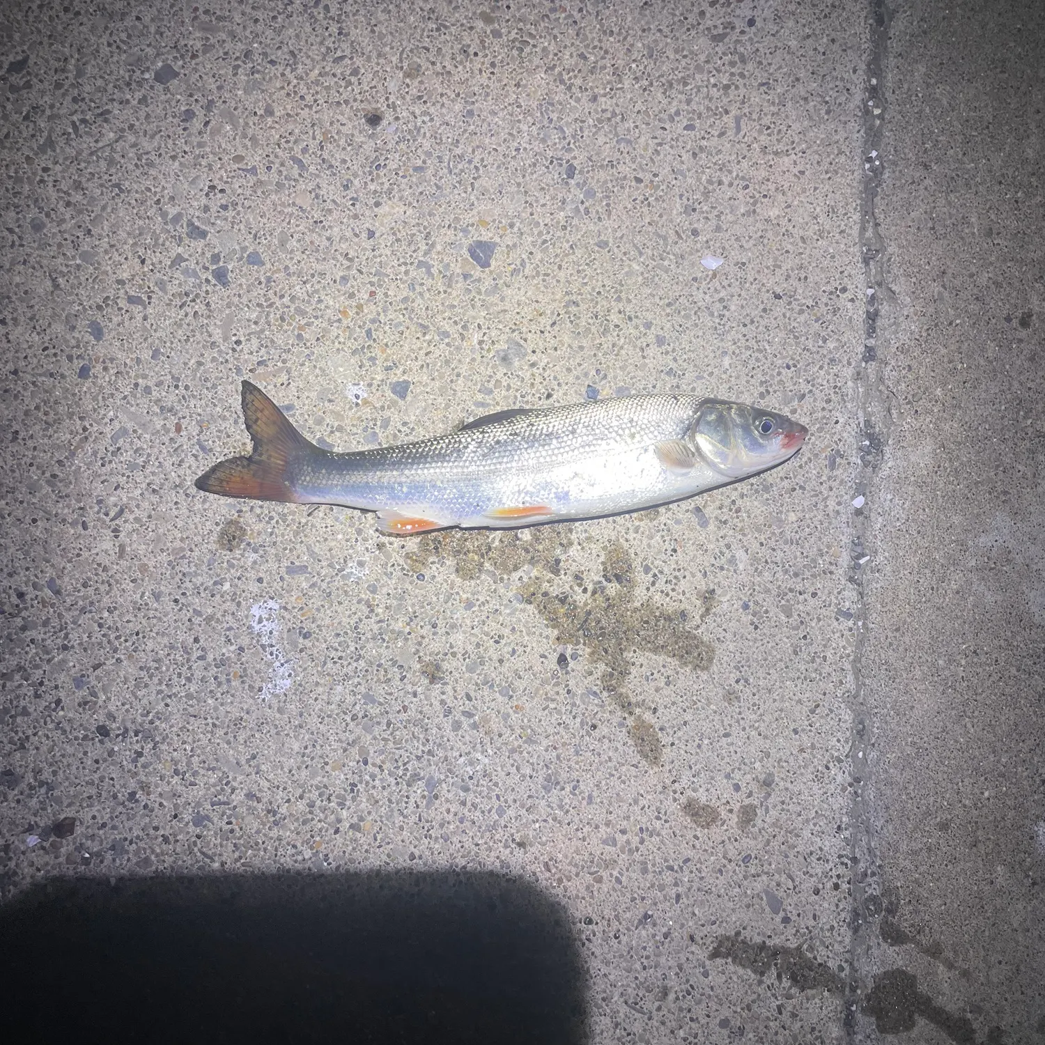 The most recent Big-scaled redfin catches on Fishbrain