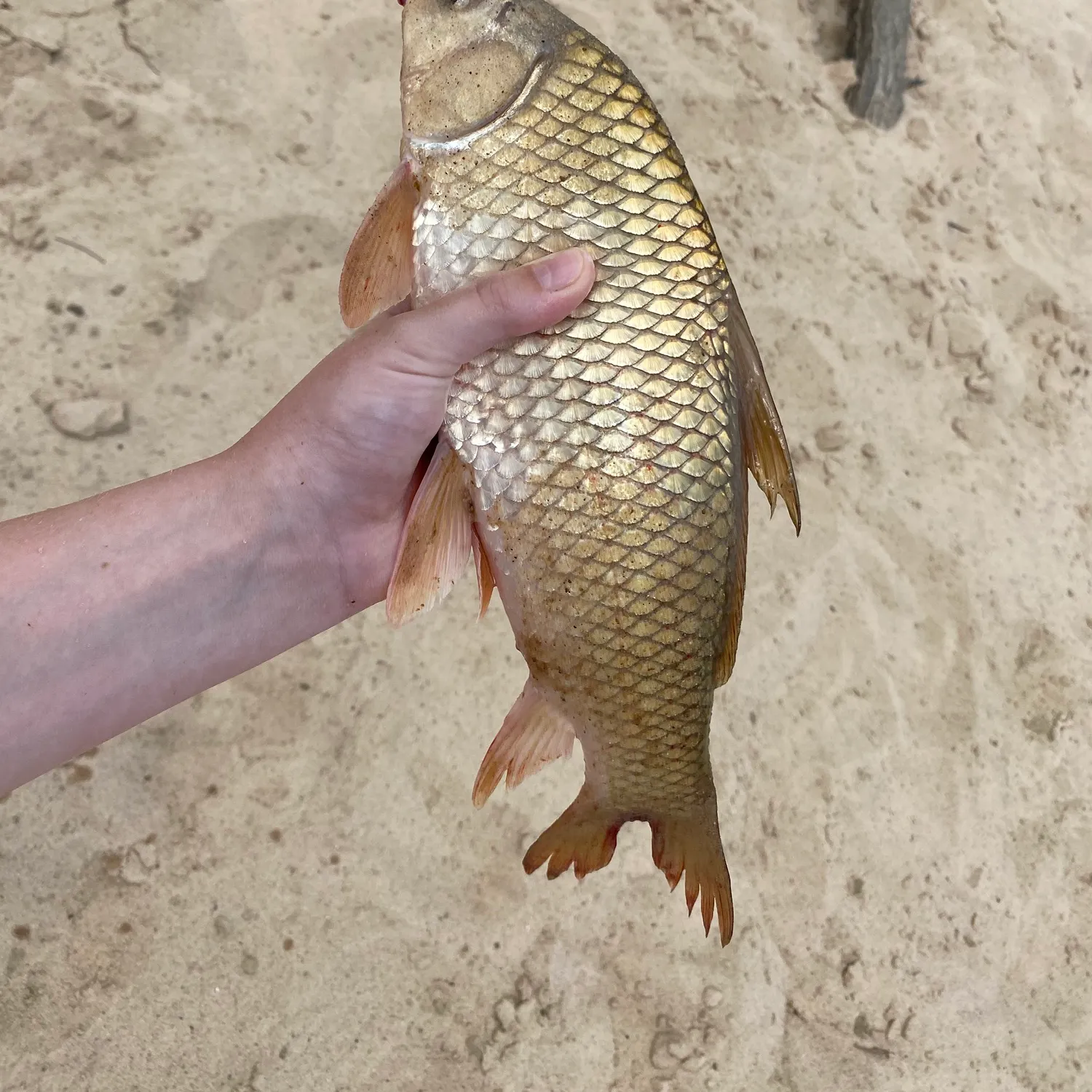 The most recent River carpsucker catches on Fishbrain