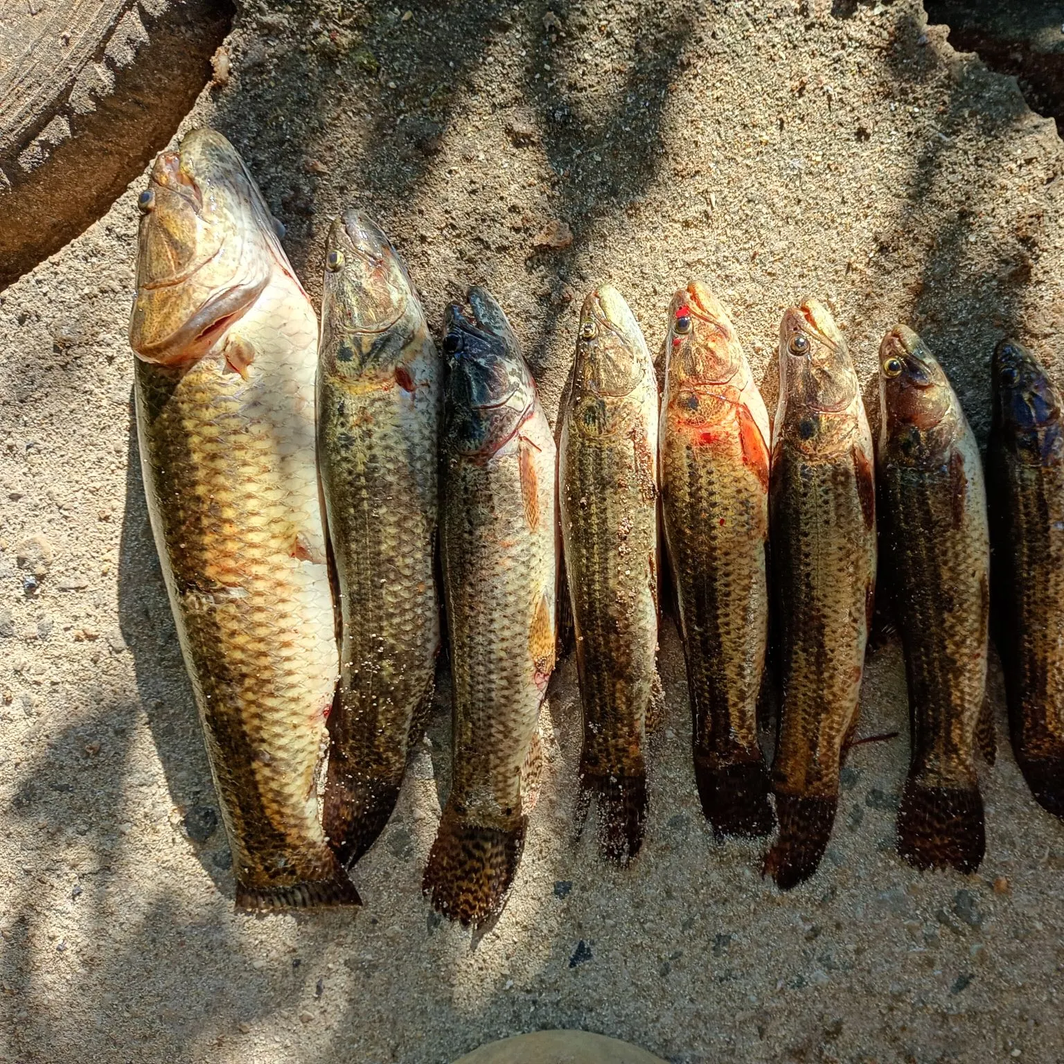 recently logged catches