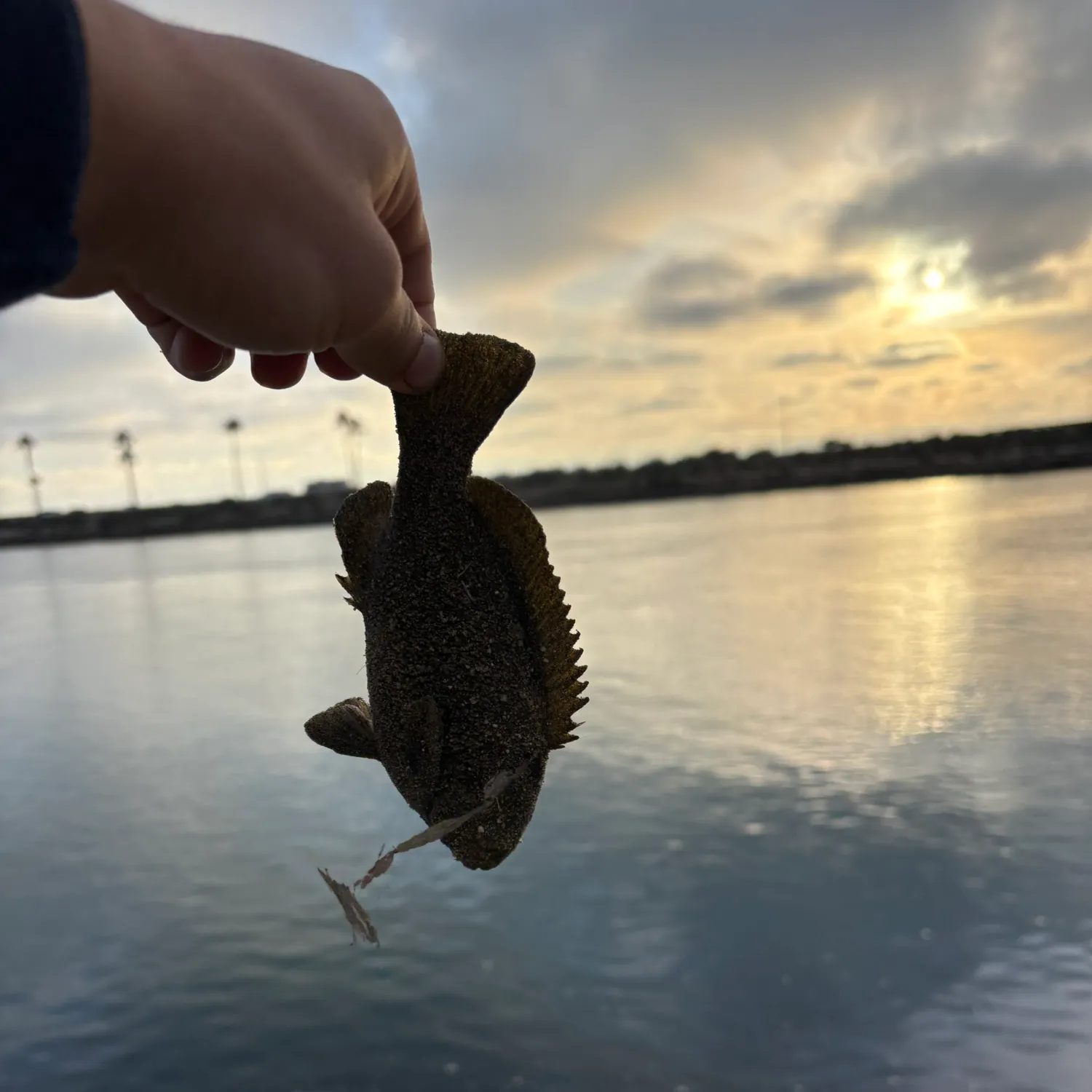 The most recent Redbreast tilapia catches on Fishbrain
