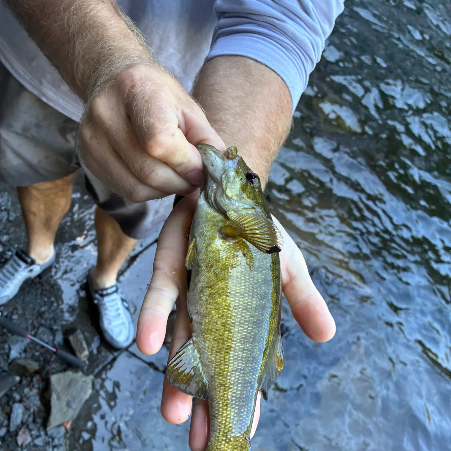 Smallmouth bass caught on Fishbrain